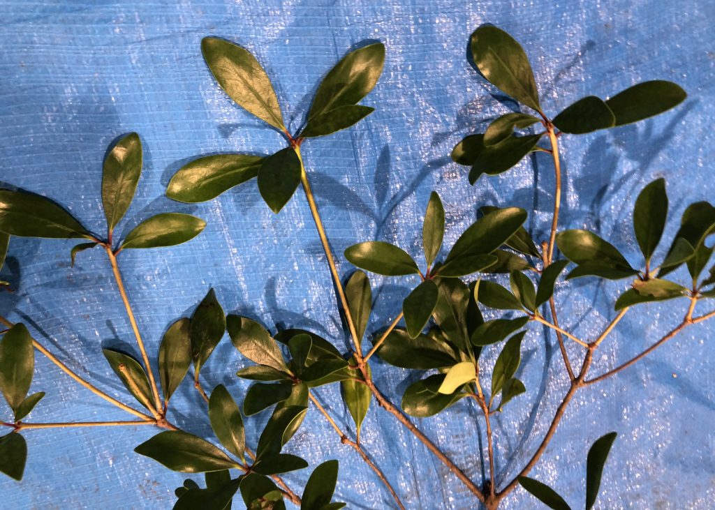 モッコク - Ternstroemia gymnanthera