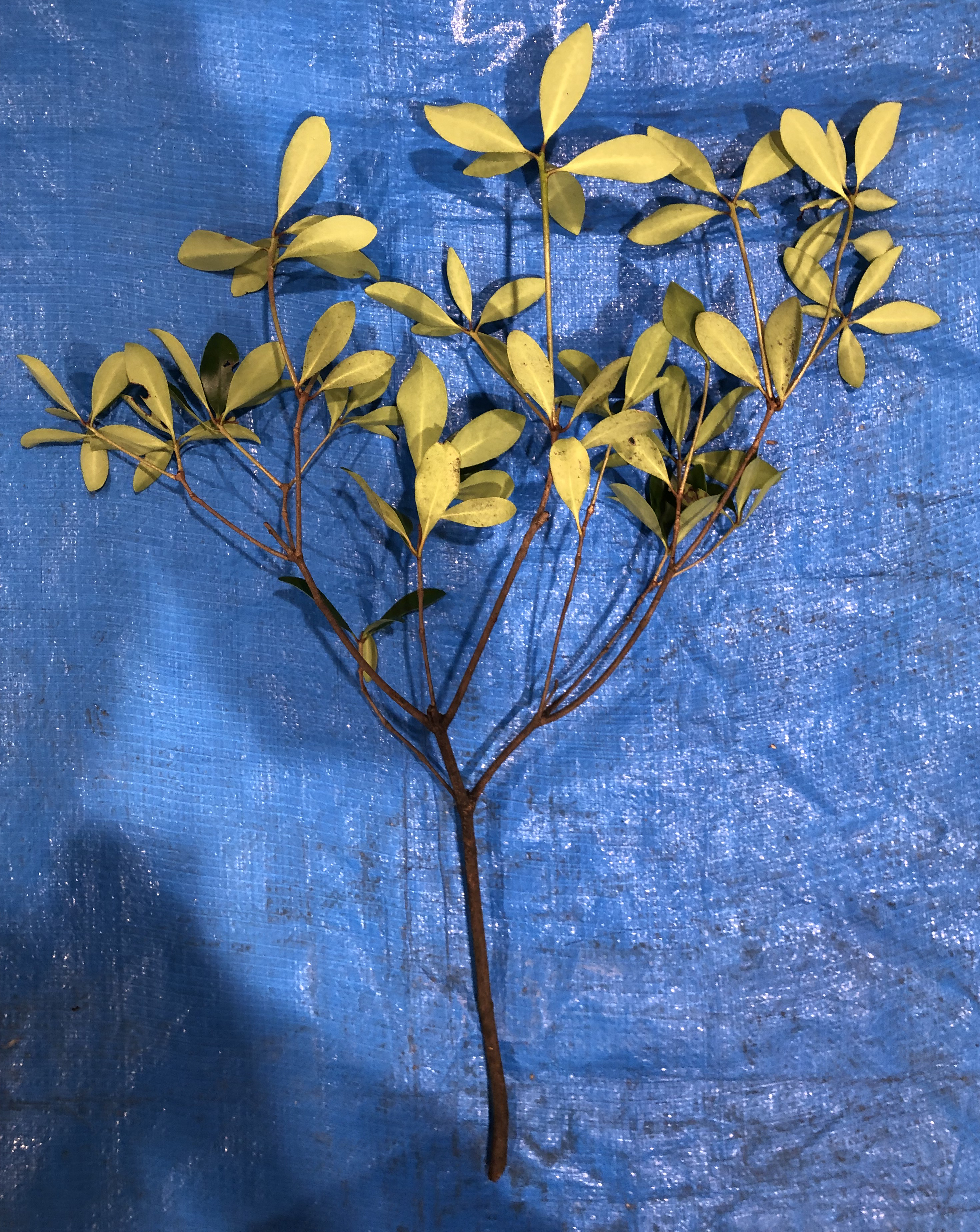 モッコク - Ternstroemia gymnanthera