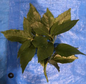 アオキ - Aucuba japonica