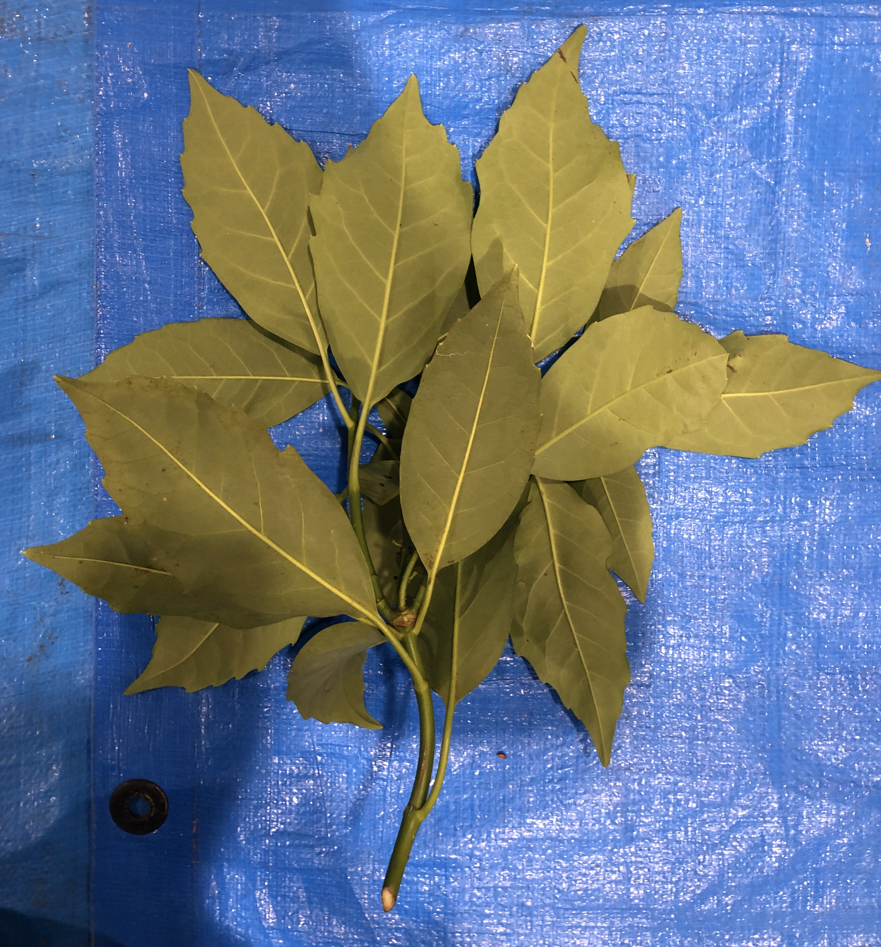 アオキ - Aucuba japonica