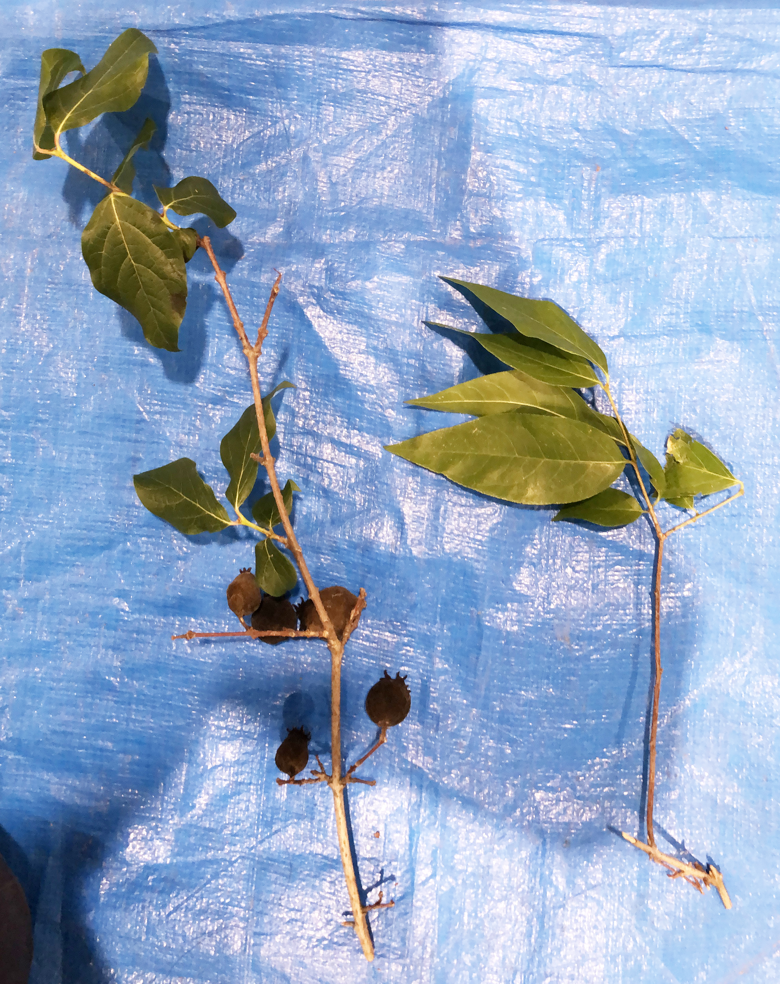 ロウバイ - Chimonanthus praecox