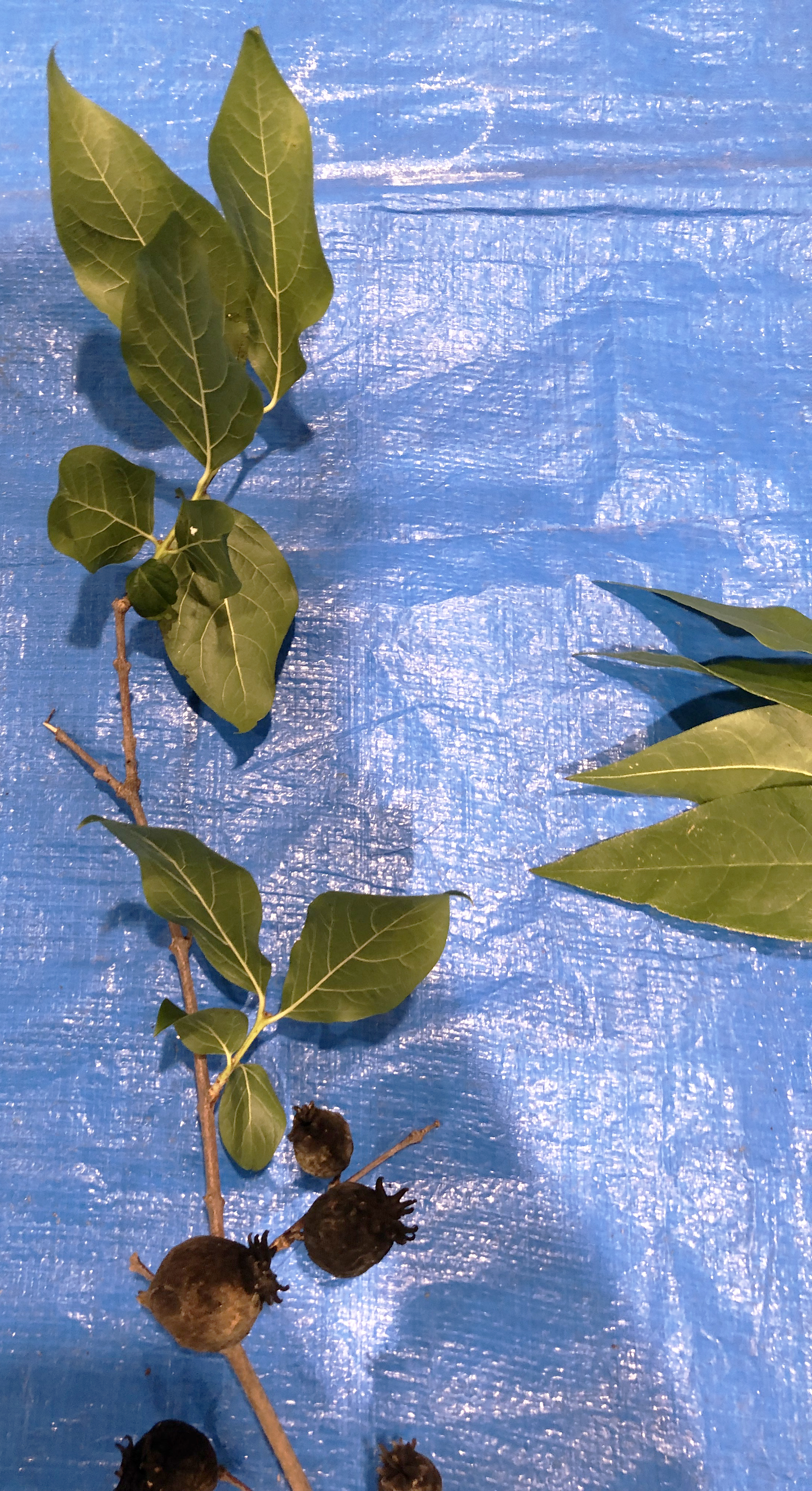 ロウバイ - Chimonanthus praecox