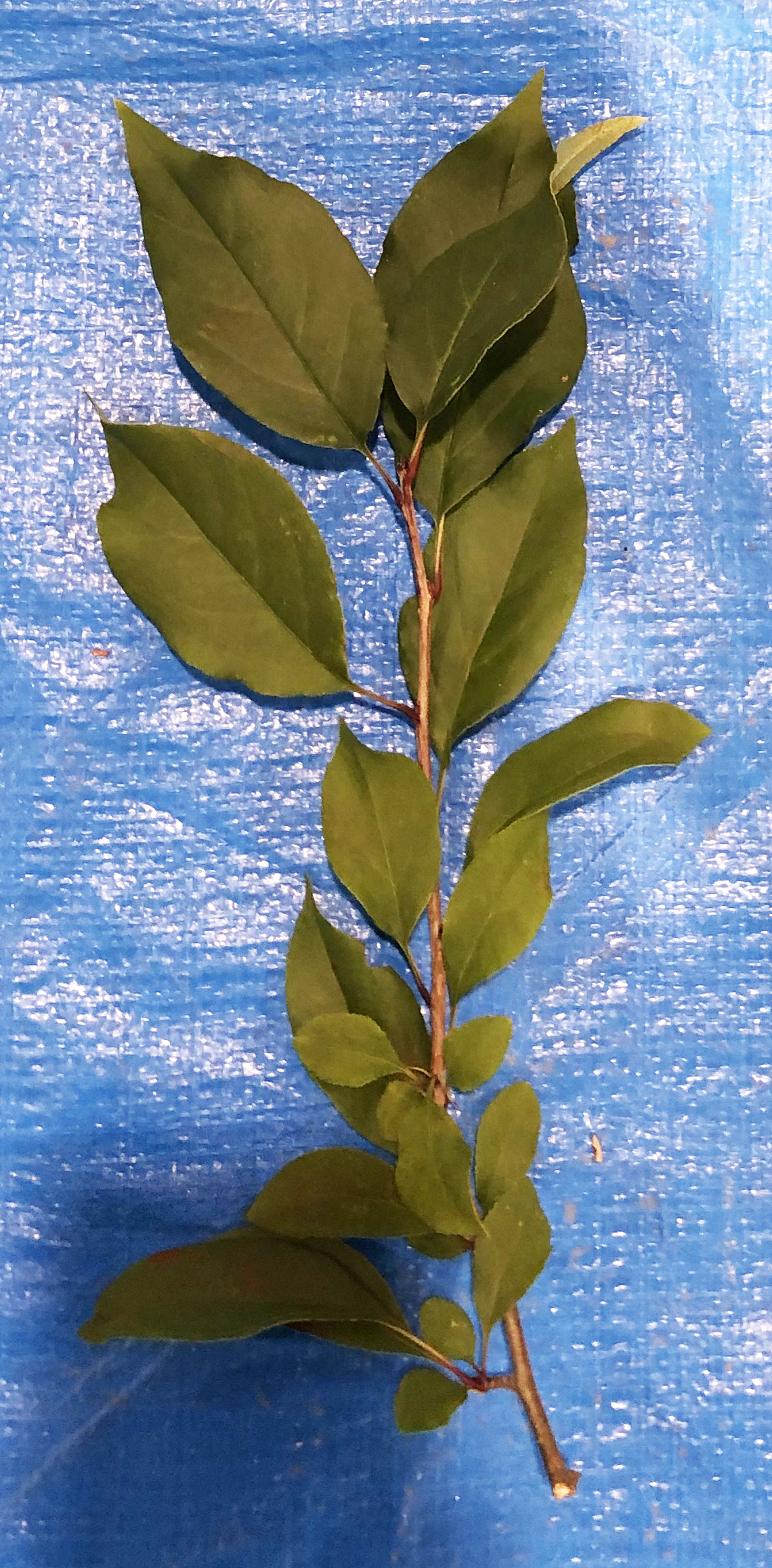 ハナカイドウ - Malus halliana 