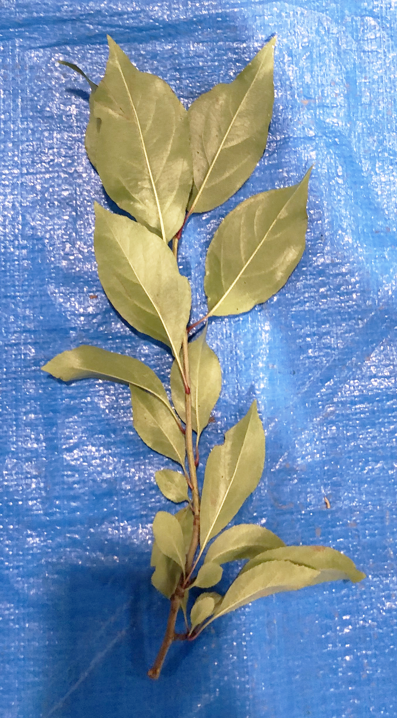 ハナカイドウ - Malus halliana 