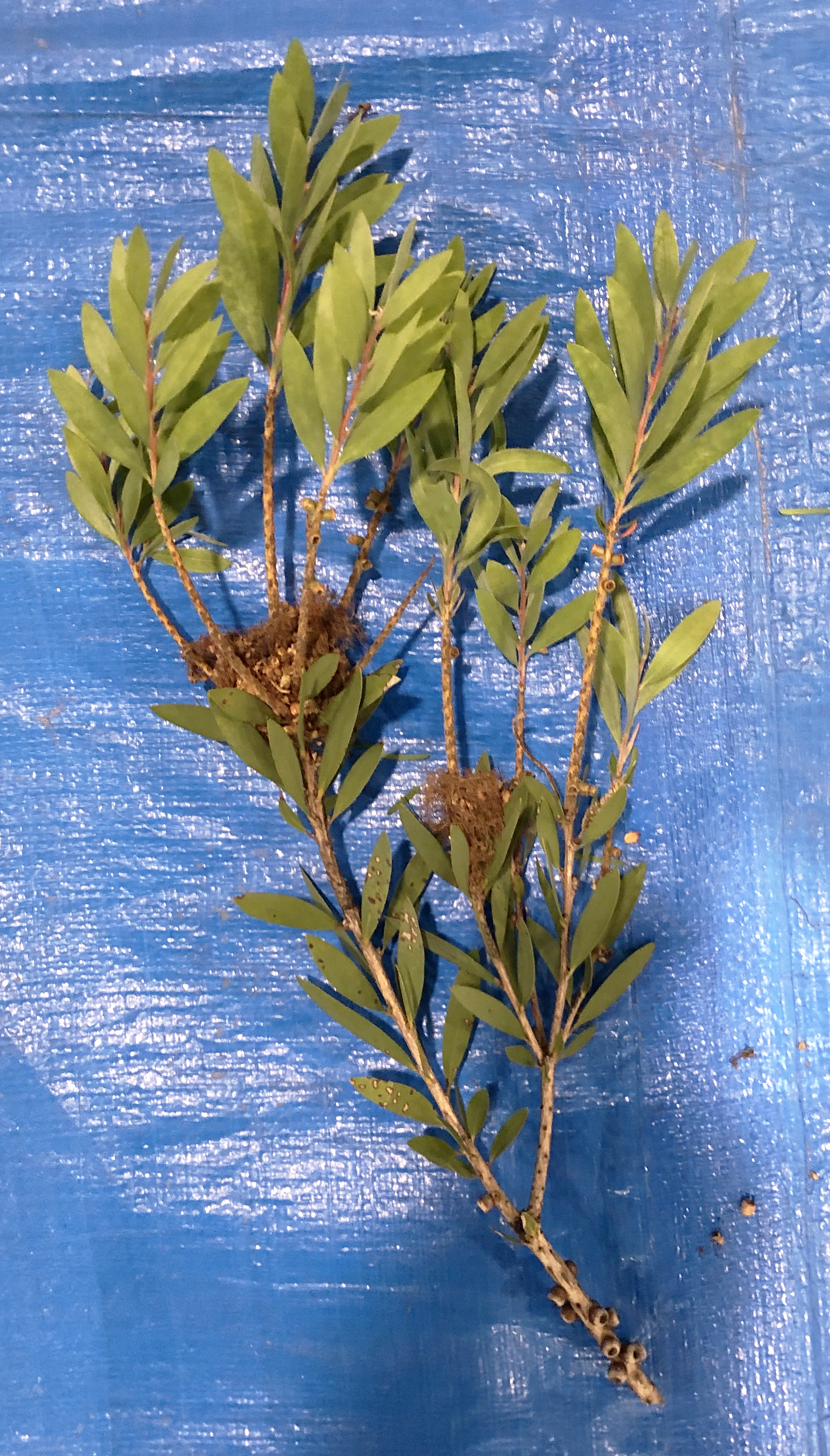 ブラシノキ - Callistemon speciosus