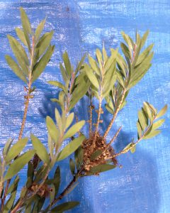 ブラシノキ - Callistemon speciosus