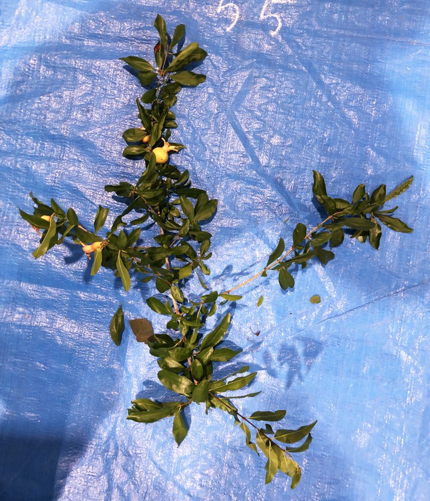 ザクロ - Punica granatum