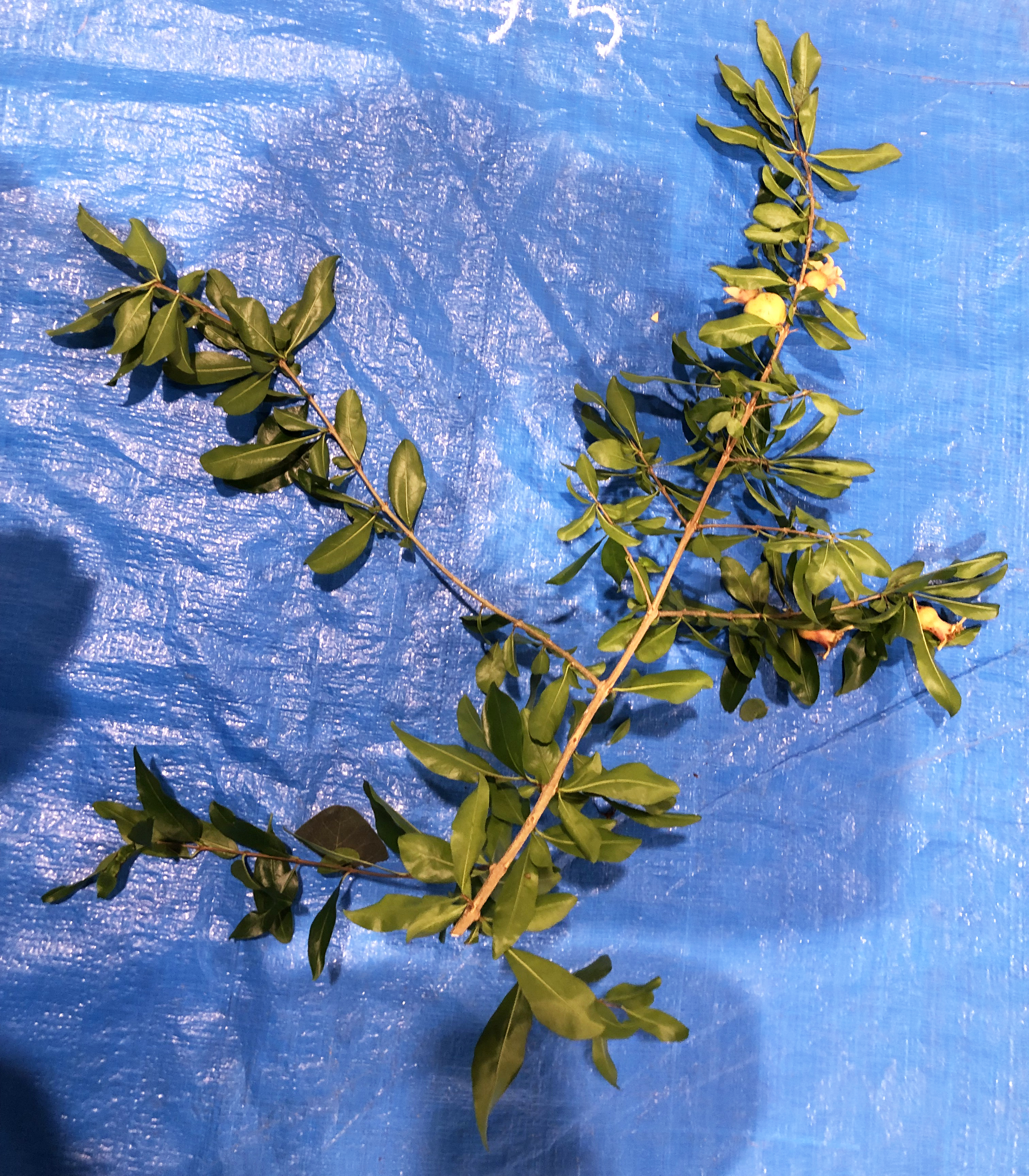 ザクロ - Punica granatum