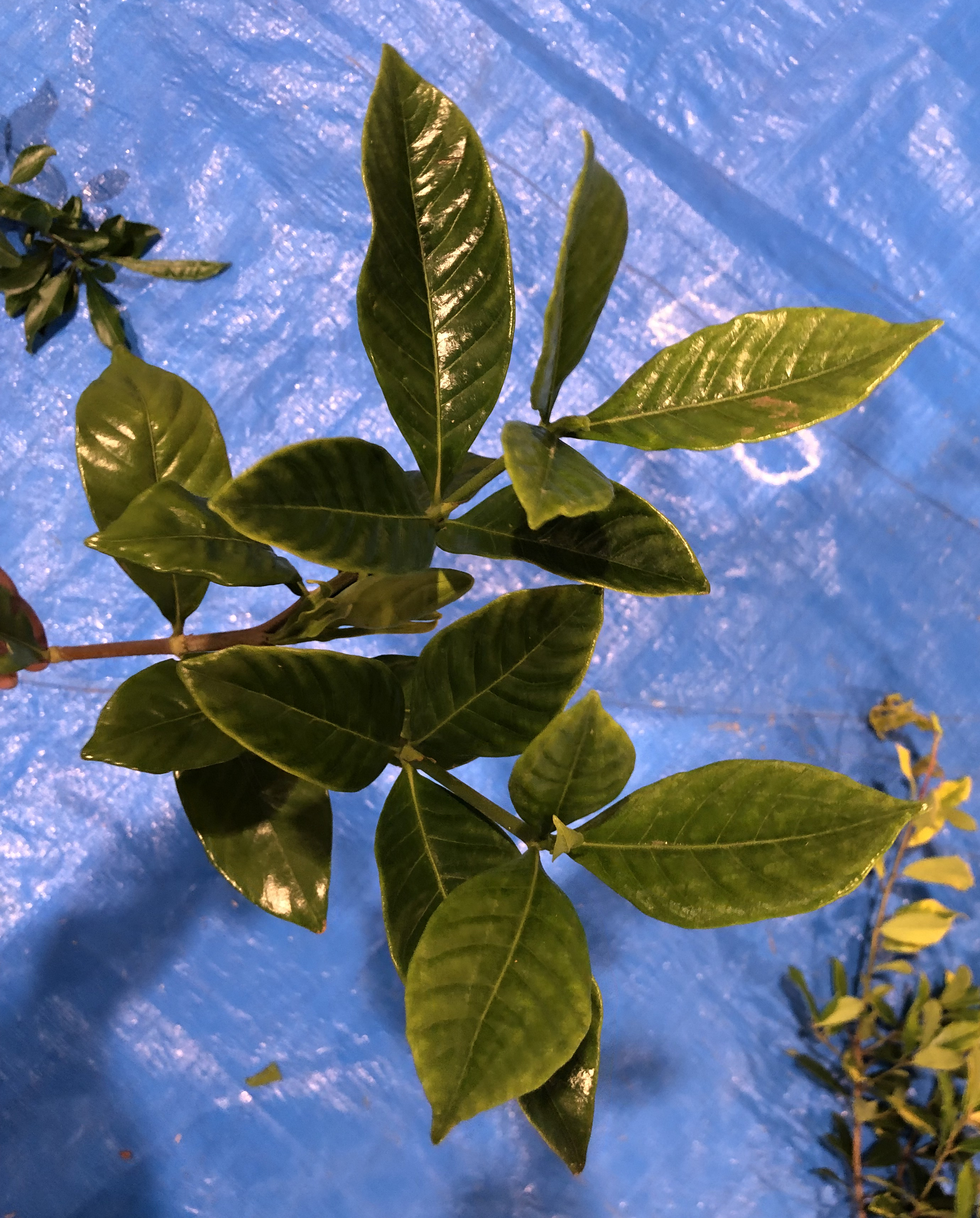 クチナシ - Gardenia jasminoides