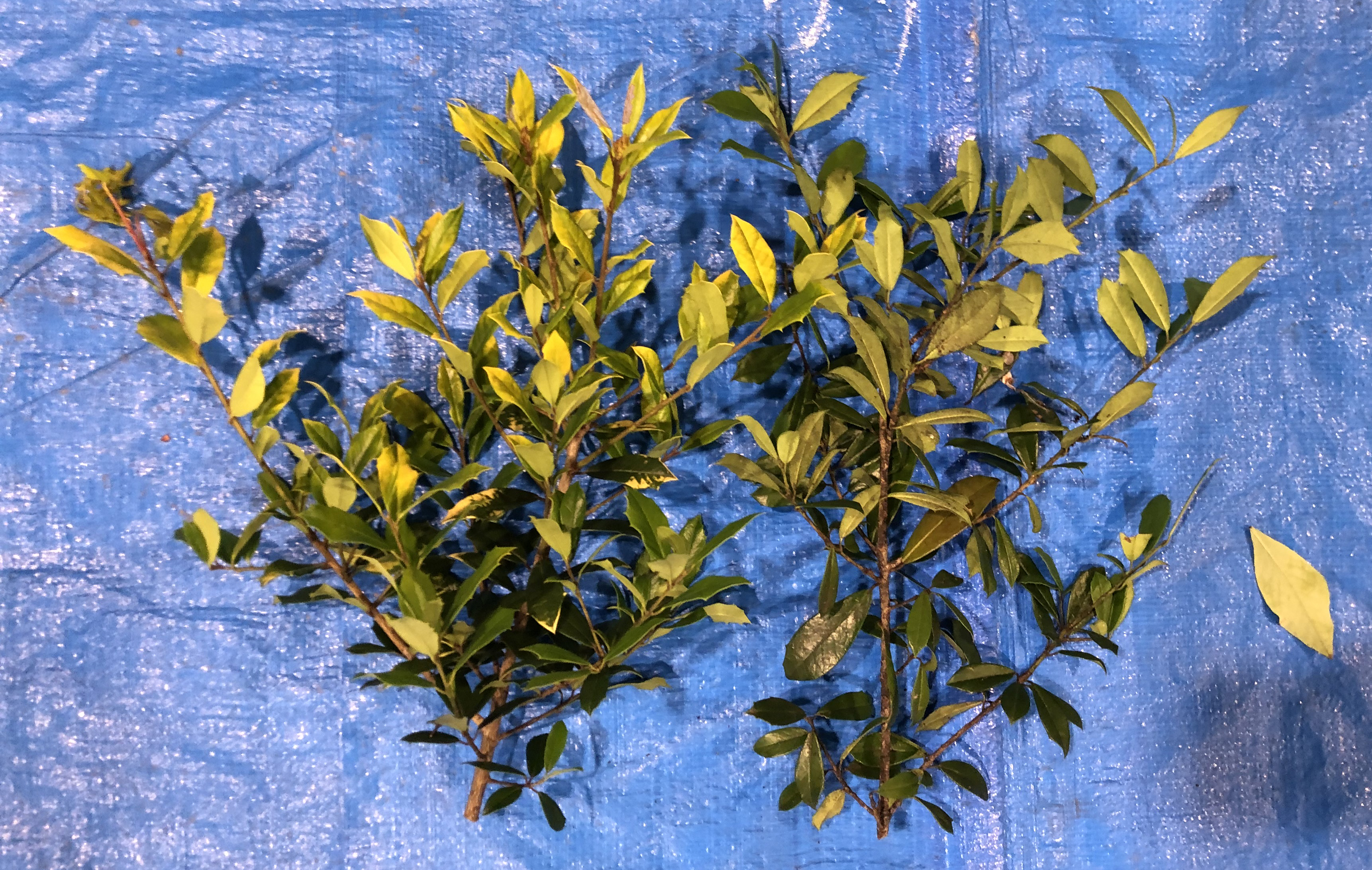 不明 011: ヒイラギナンテン