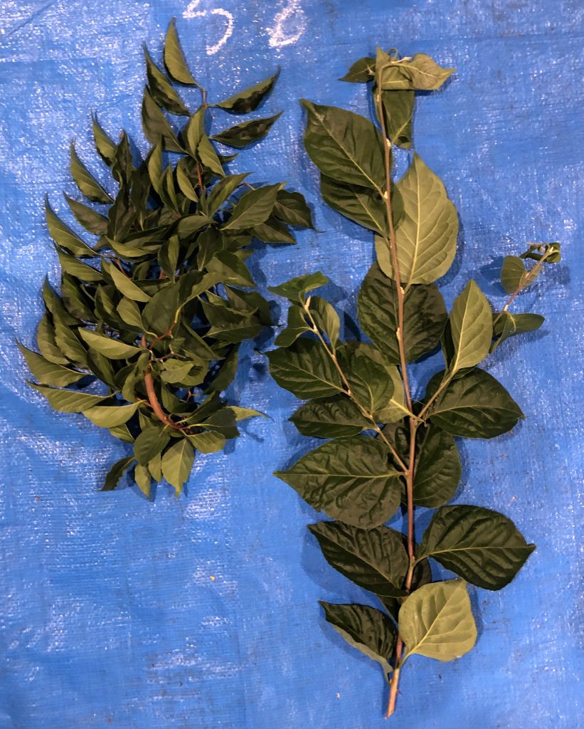 エゴノキ - Styrax japonica