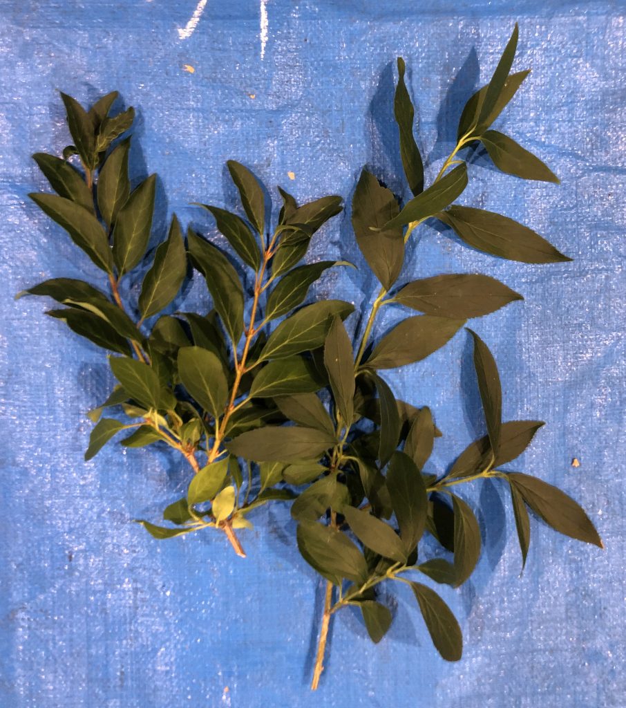 レンギョウ類 - Forsythia