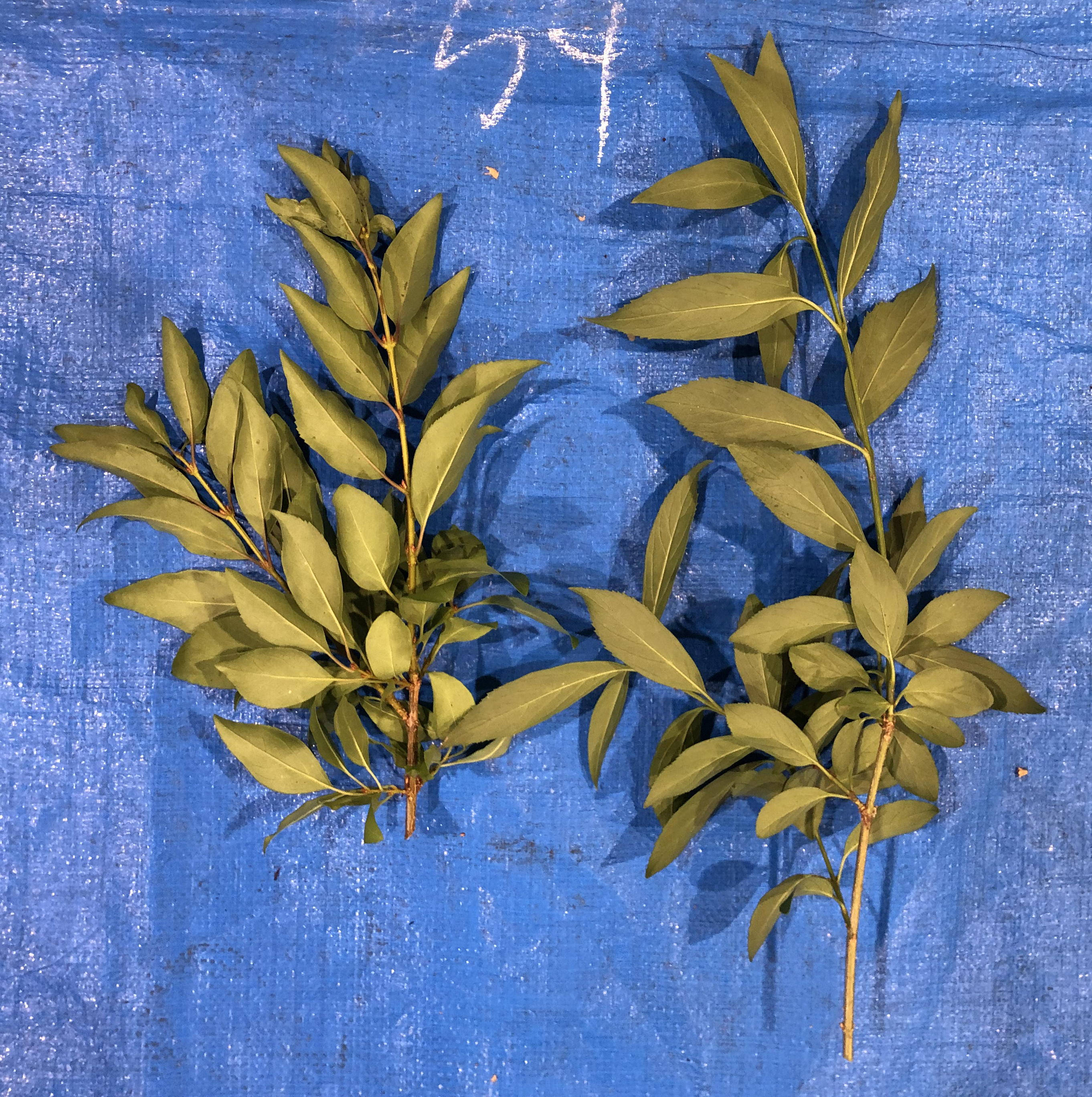 レンギョウ類 - Forsythia