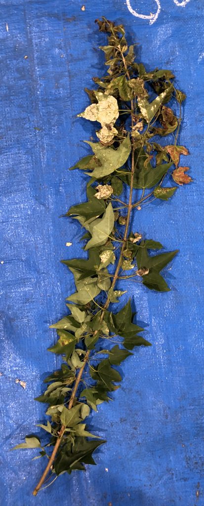 トウカエデ - Acer buergerianum