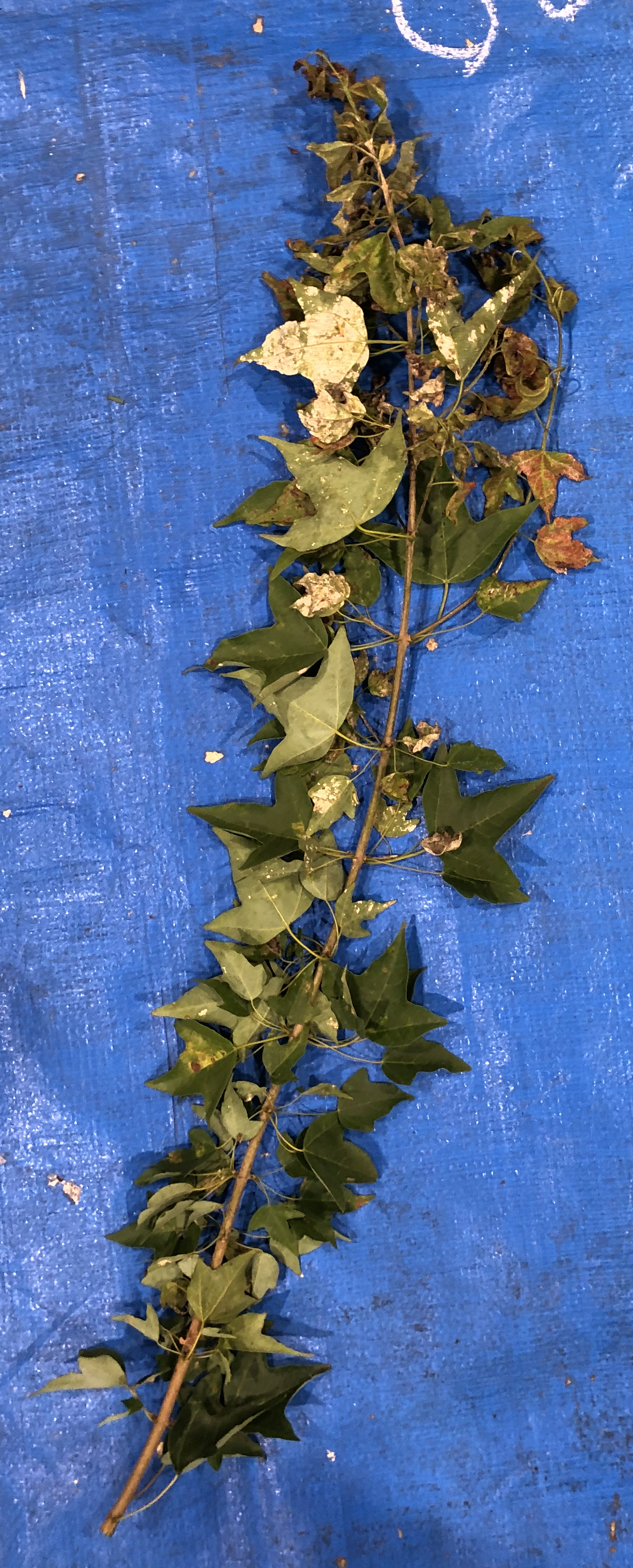 トウカエデ - Acer buergerianum