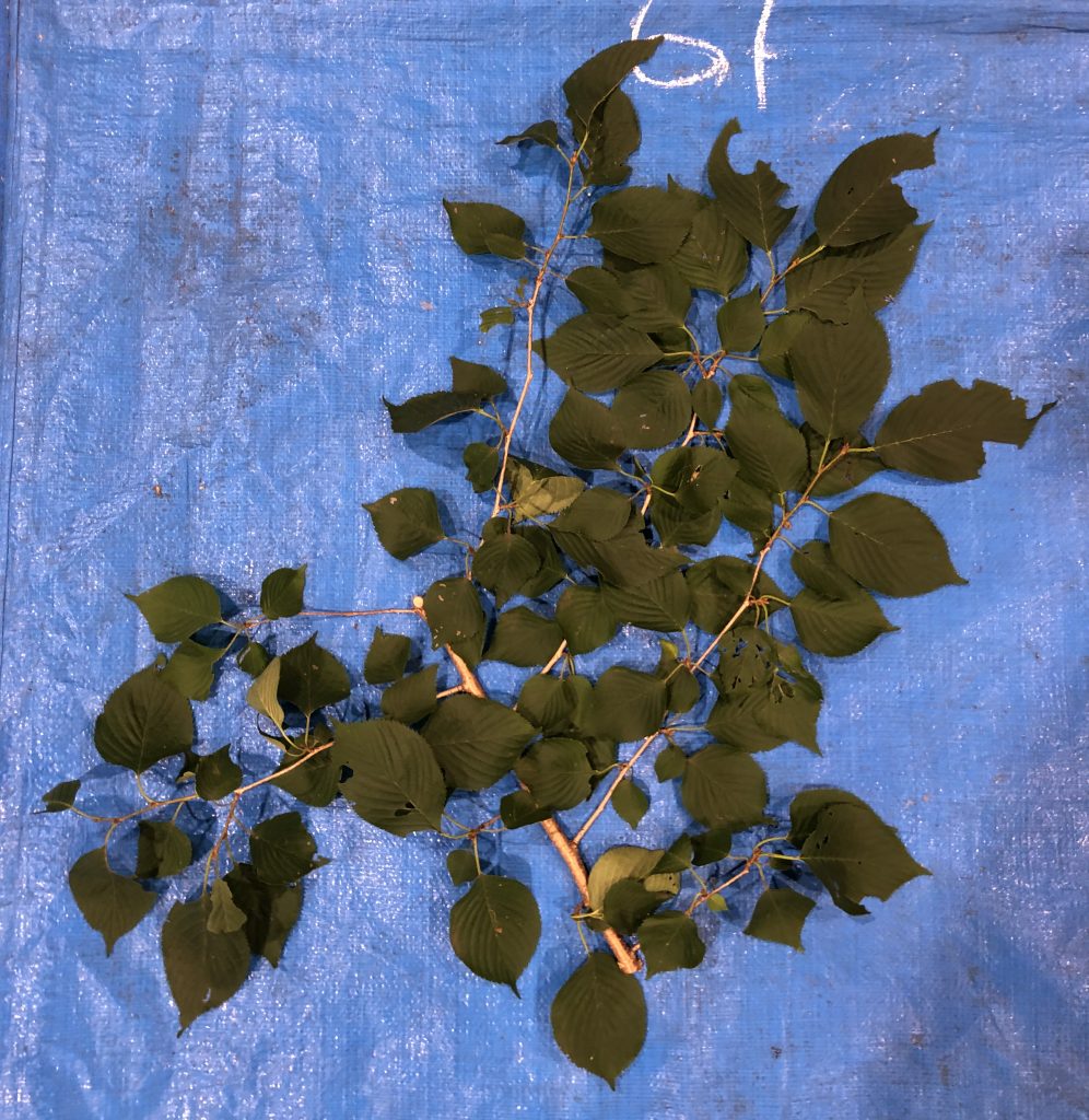 ソメイヨシノ - Prunus × yedoensis