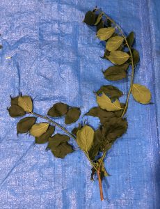 ウメ - Prunus mume