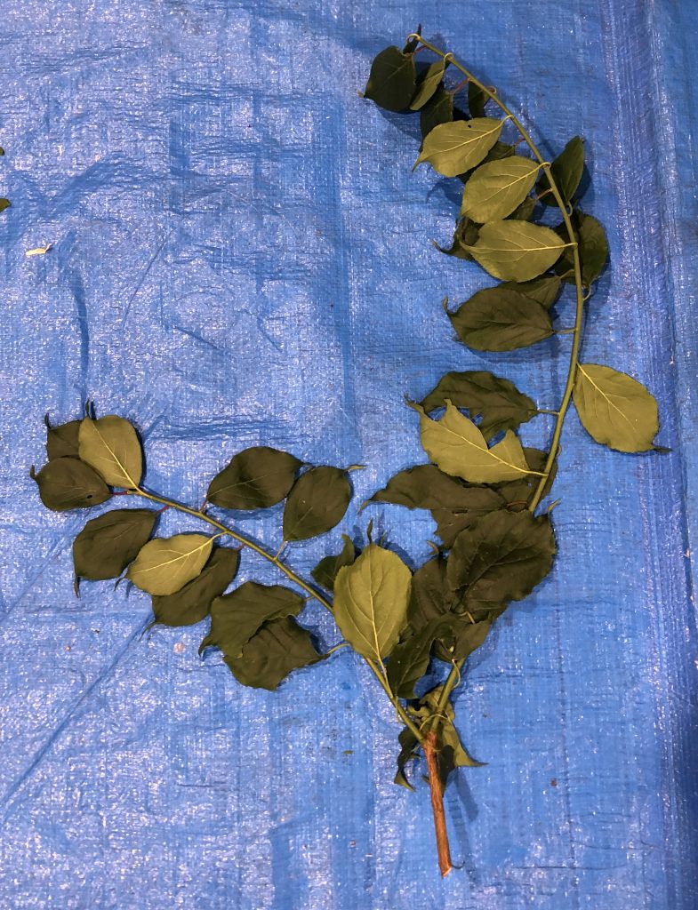 ウメ - Prunus mume