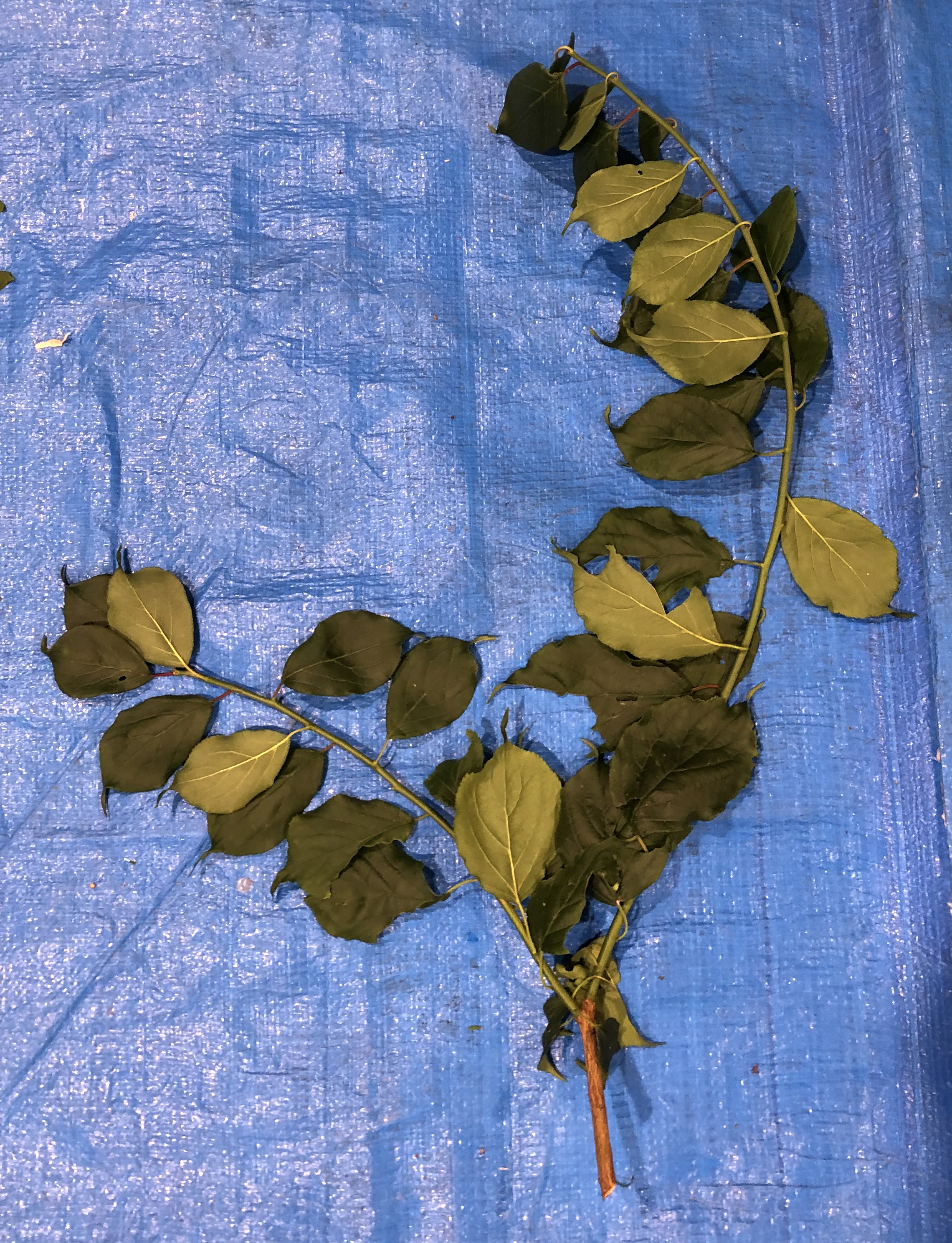 ウメ - Prunus mume