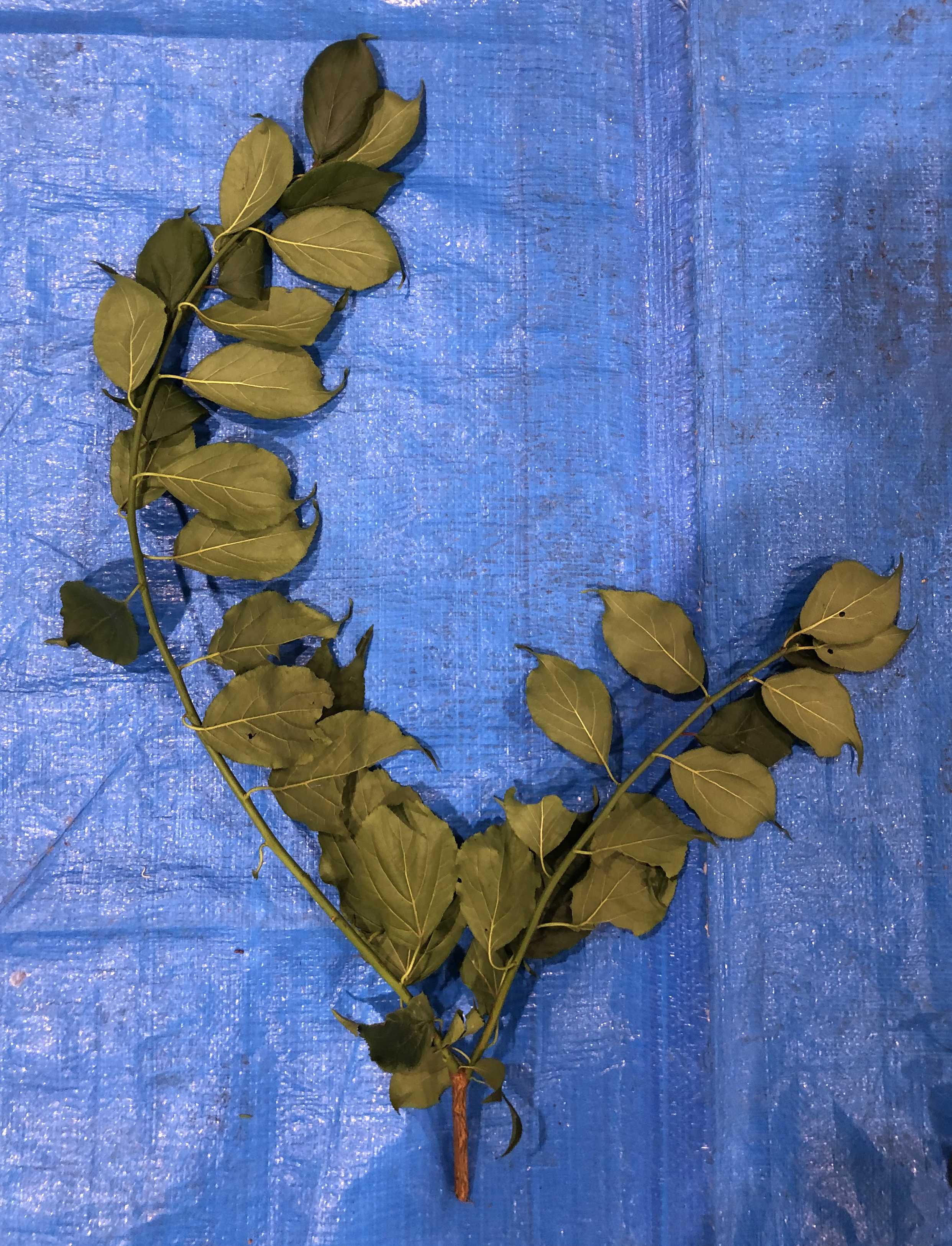 ウメ - Prunus mume