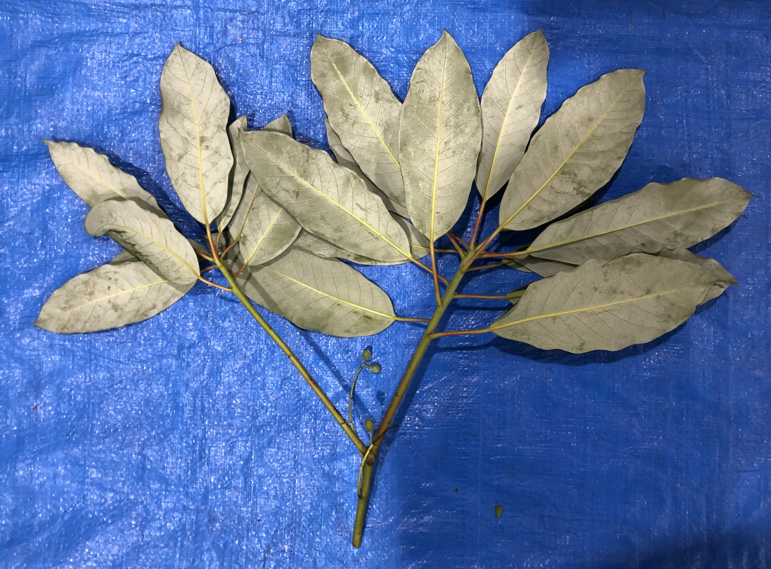 ユズリハ - Daphniphyllum macropodum