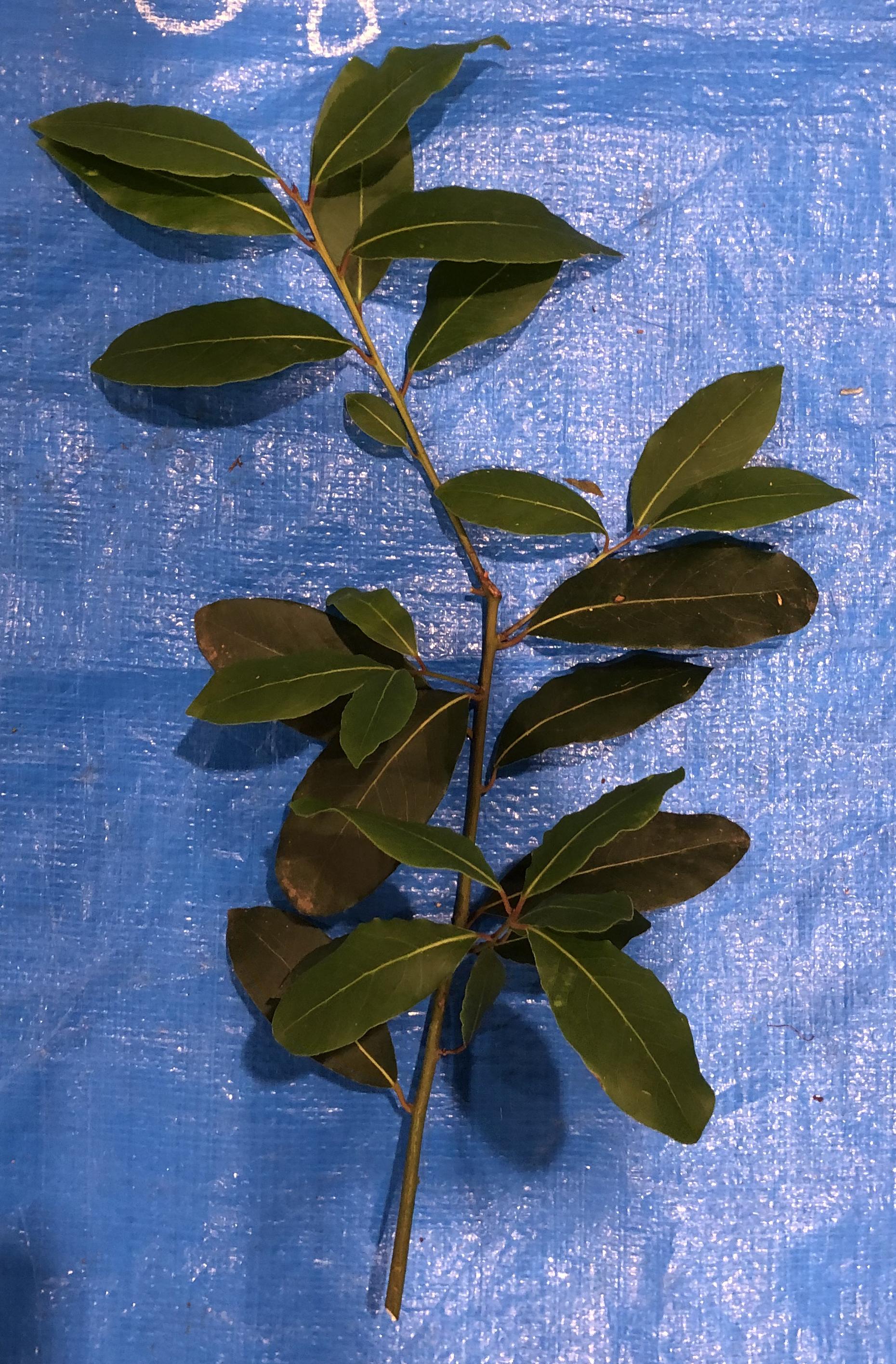 ゲッケイジュ - Laurus nobilis