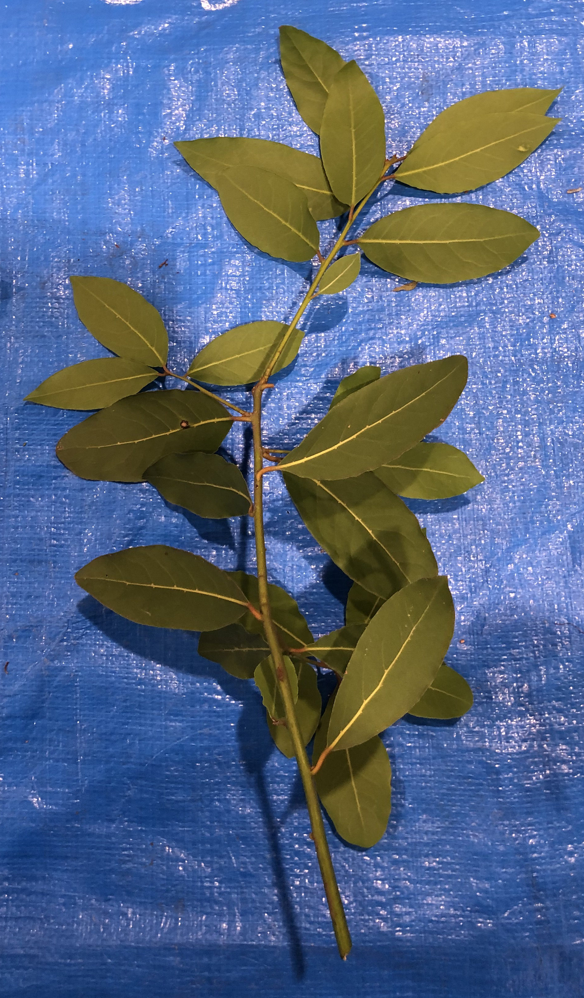 ゲッケイジュ - Laurus nobilis
