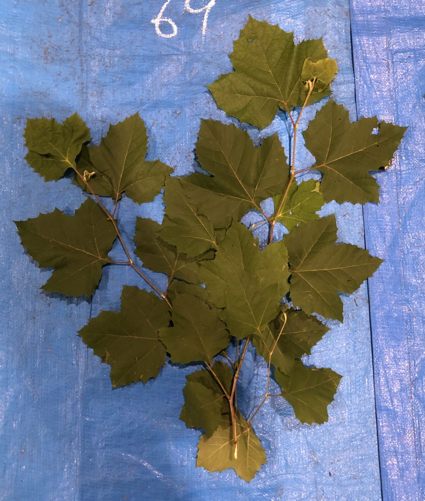 プラタナス - Platanus