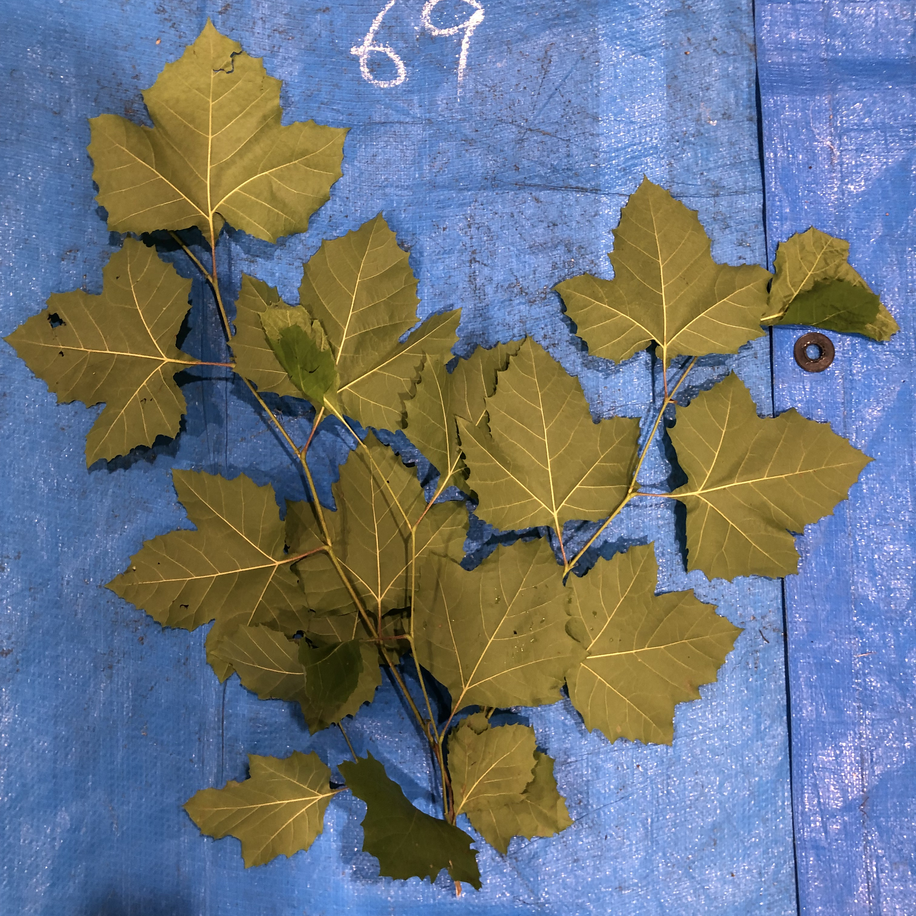 プラタナス - Platanus