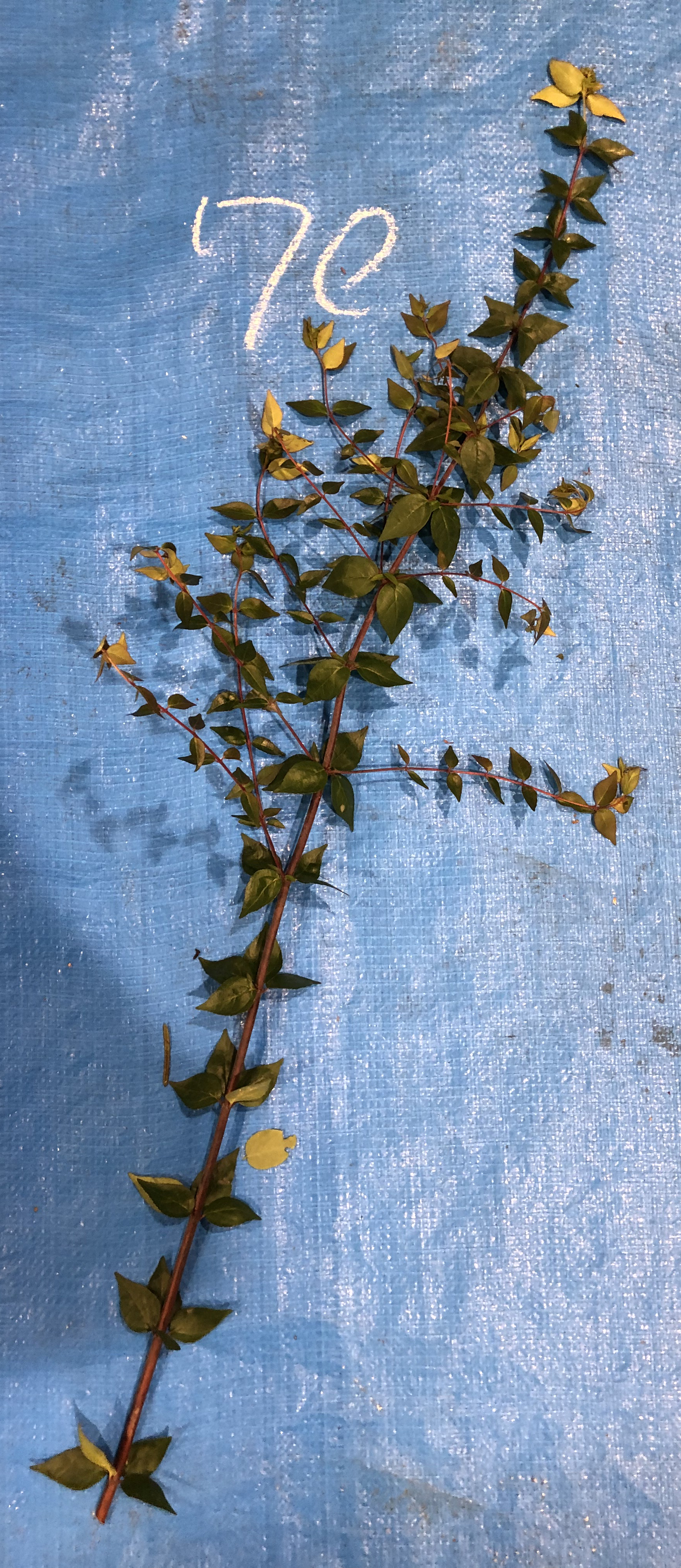 アベリア - Abelia x grandiflora