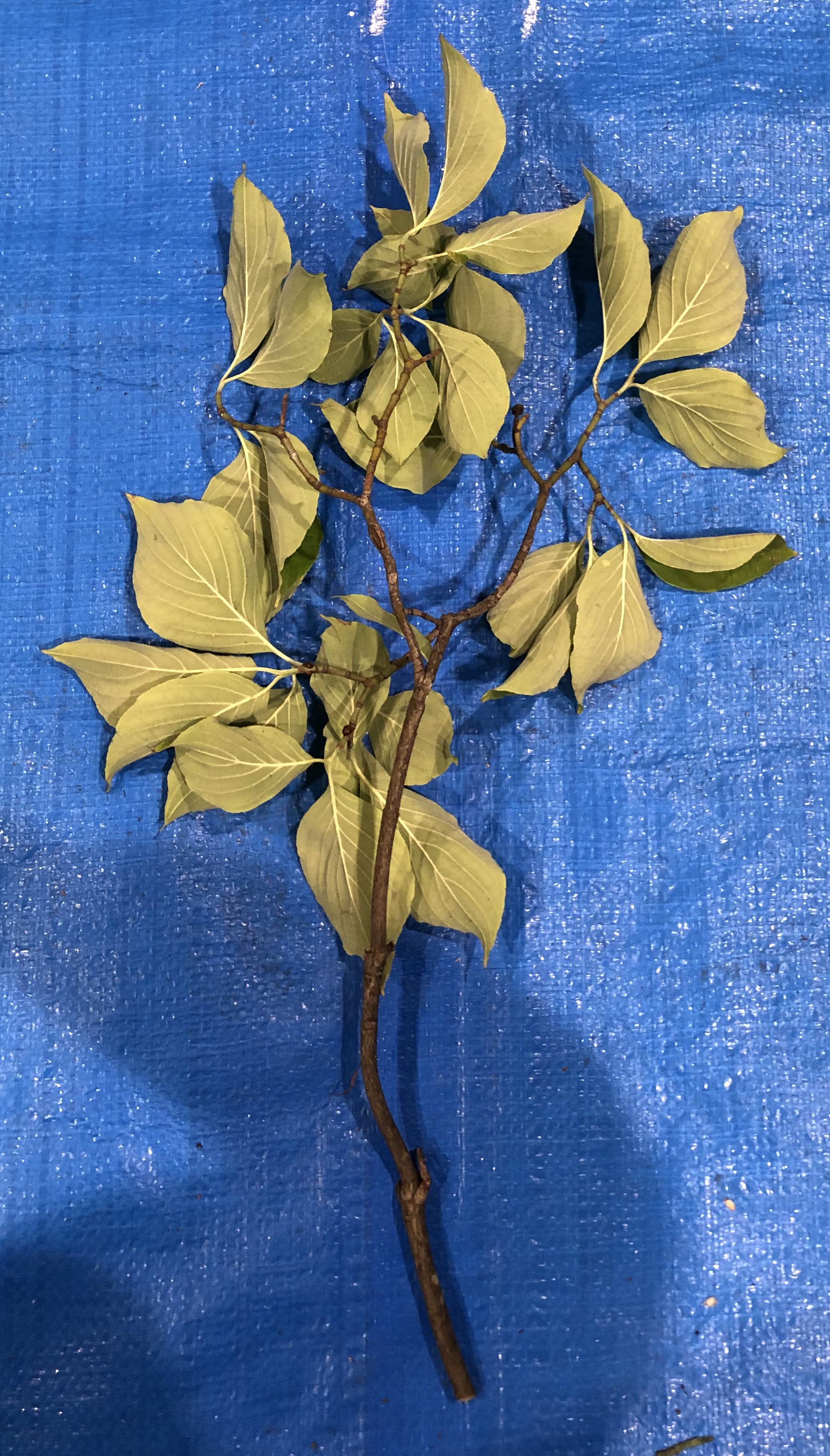 ハナミズキ - Cornus florida