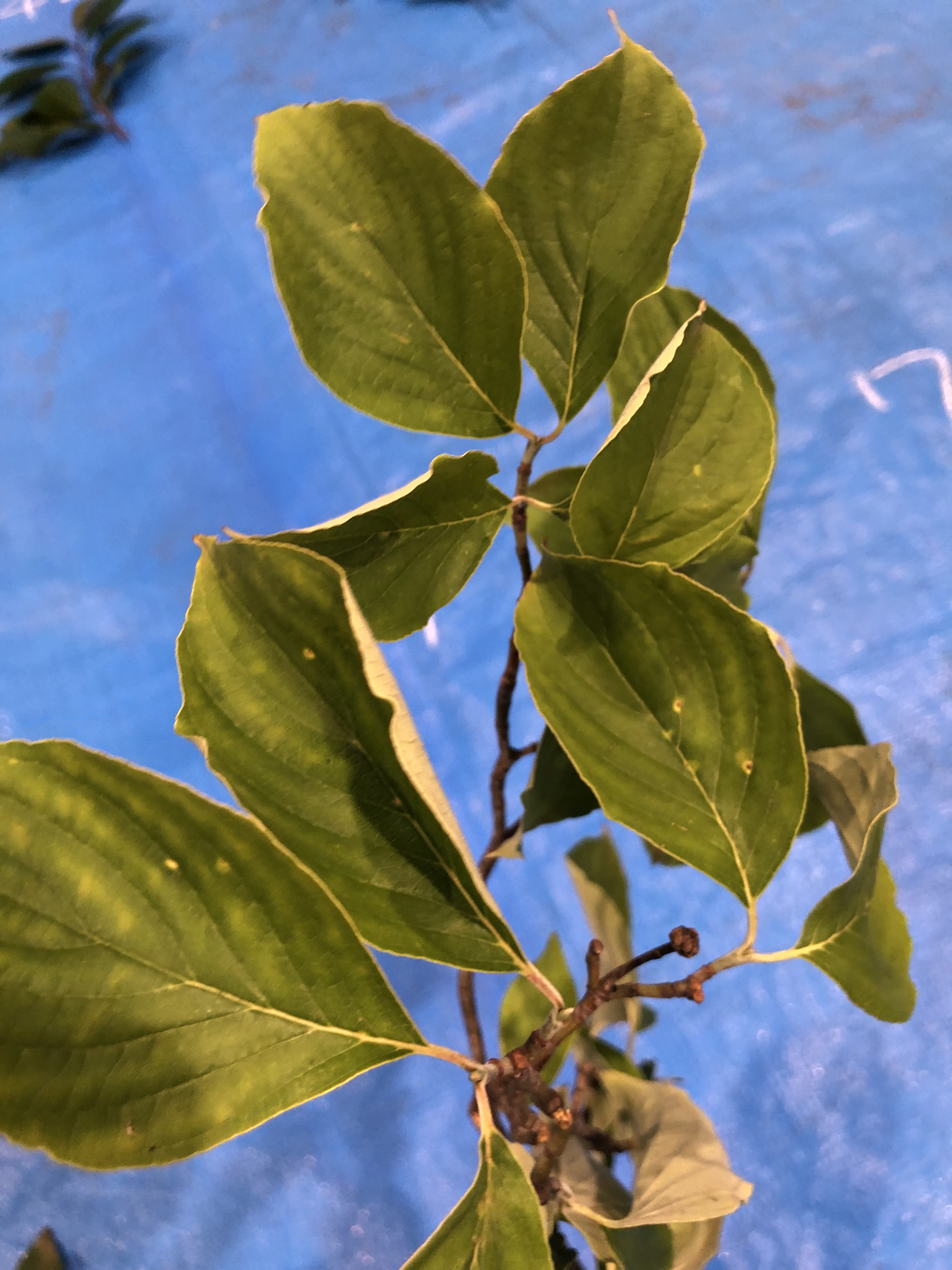 ハナミズキ - Cornus florida