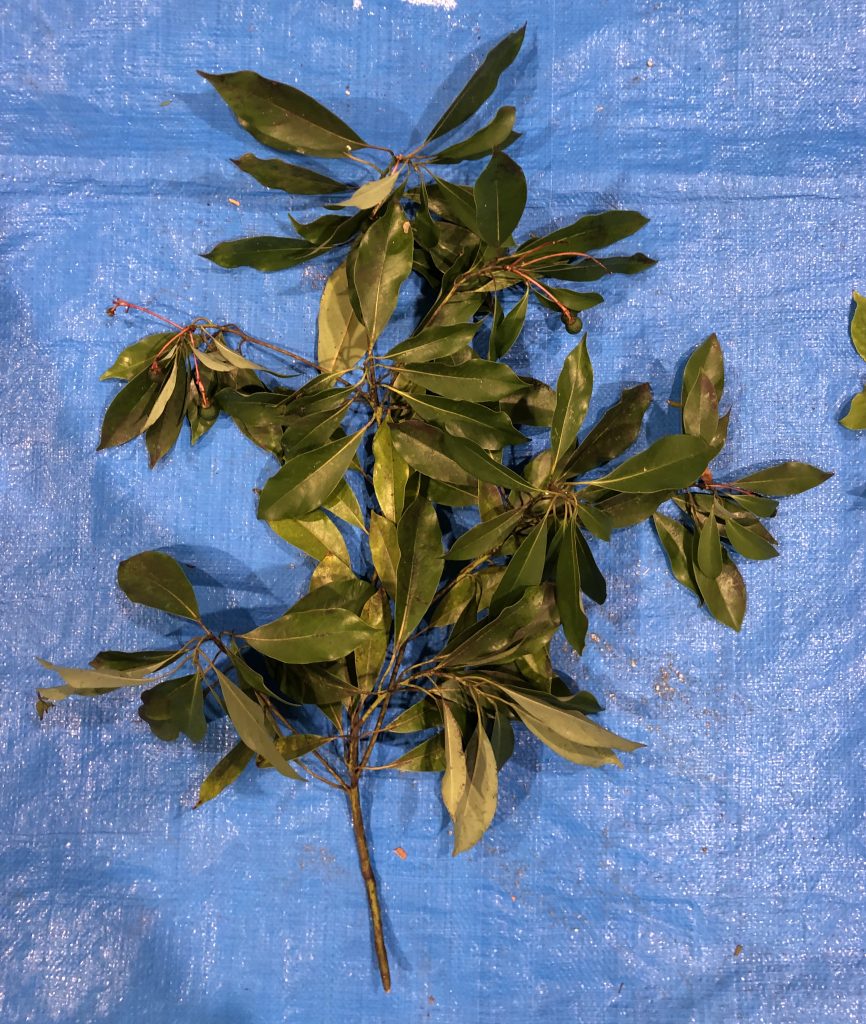 タブノキ - Machilus thunbergii