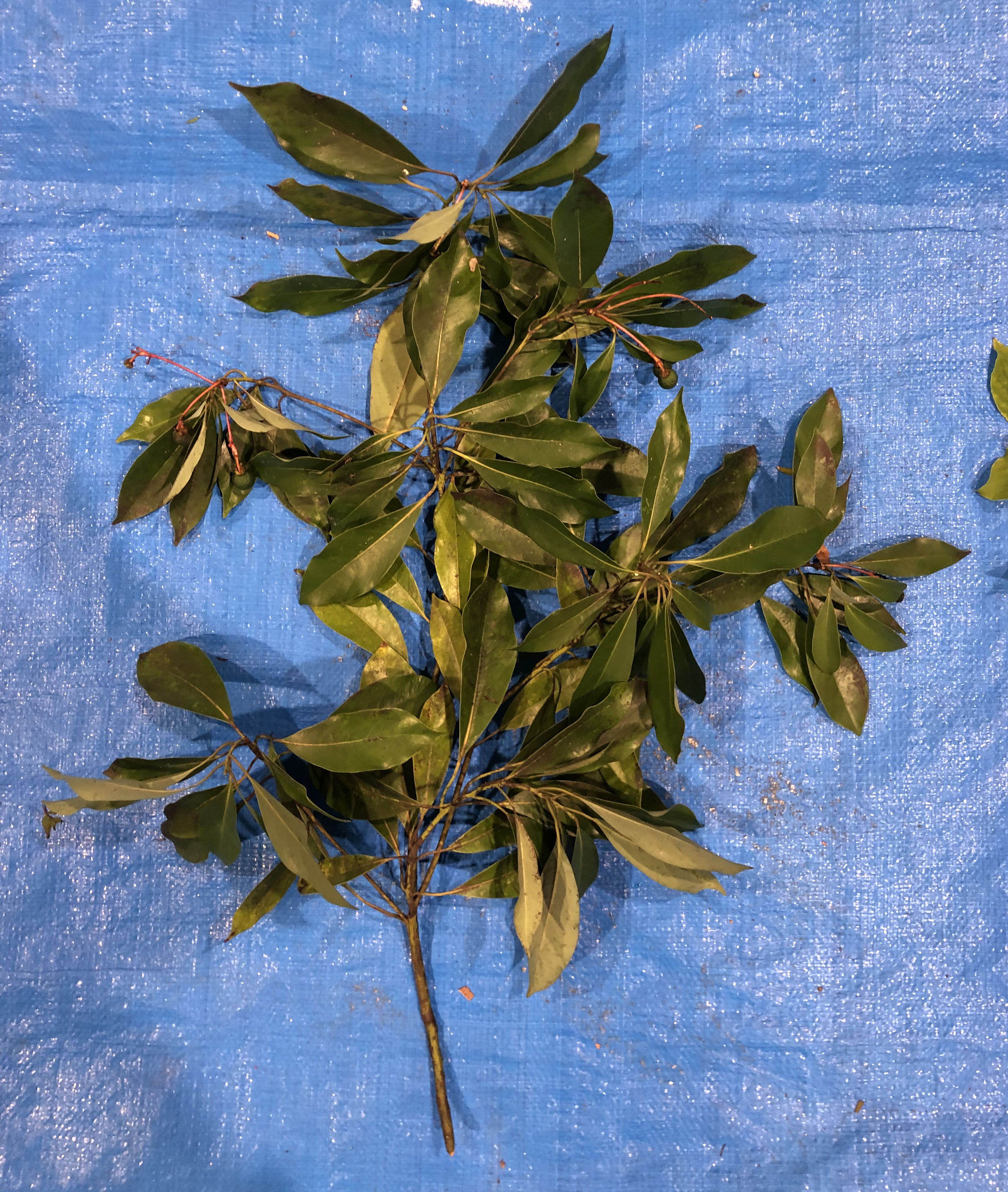 タブノキ - Machilus thunbergii