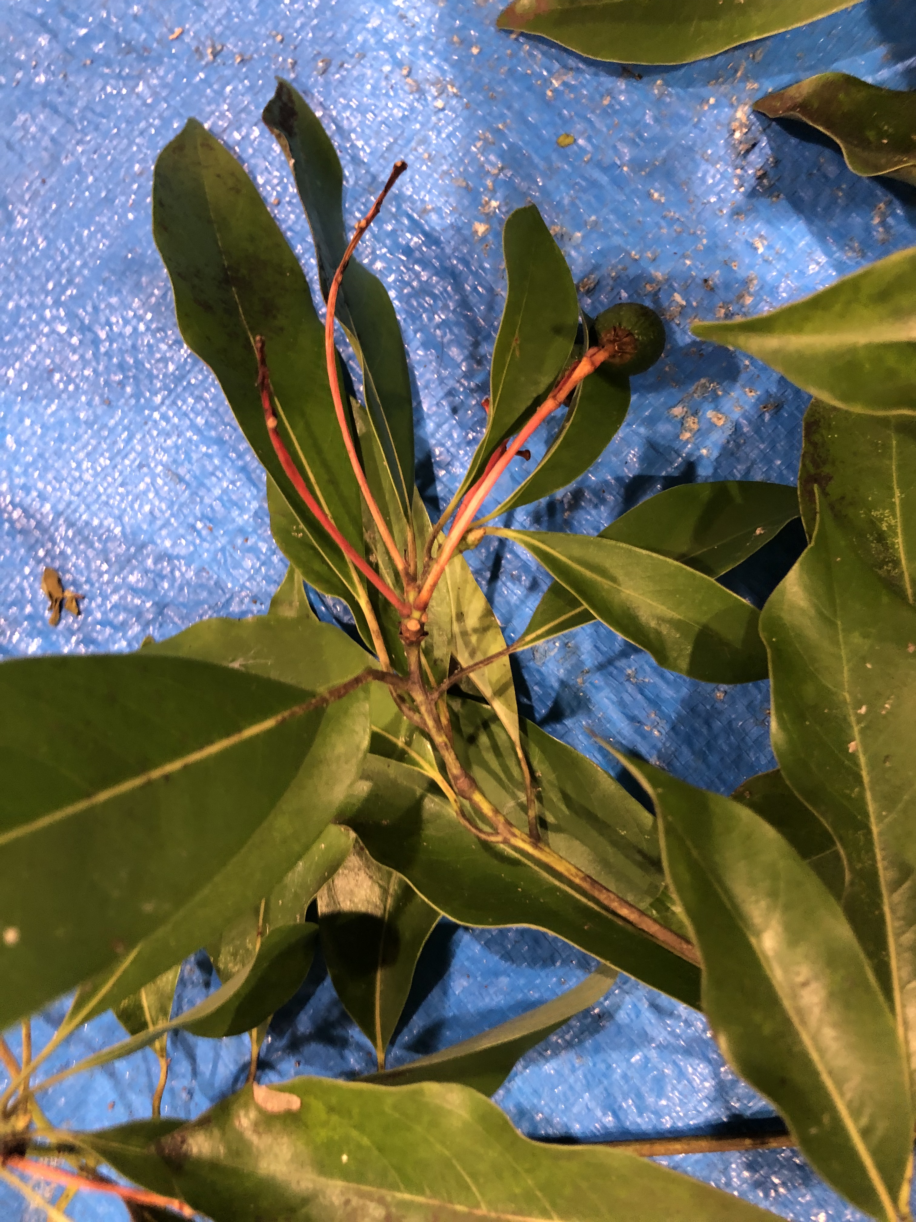 タブノキ - Machilus thunbergii