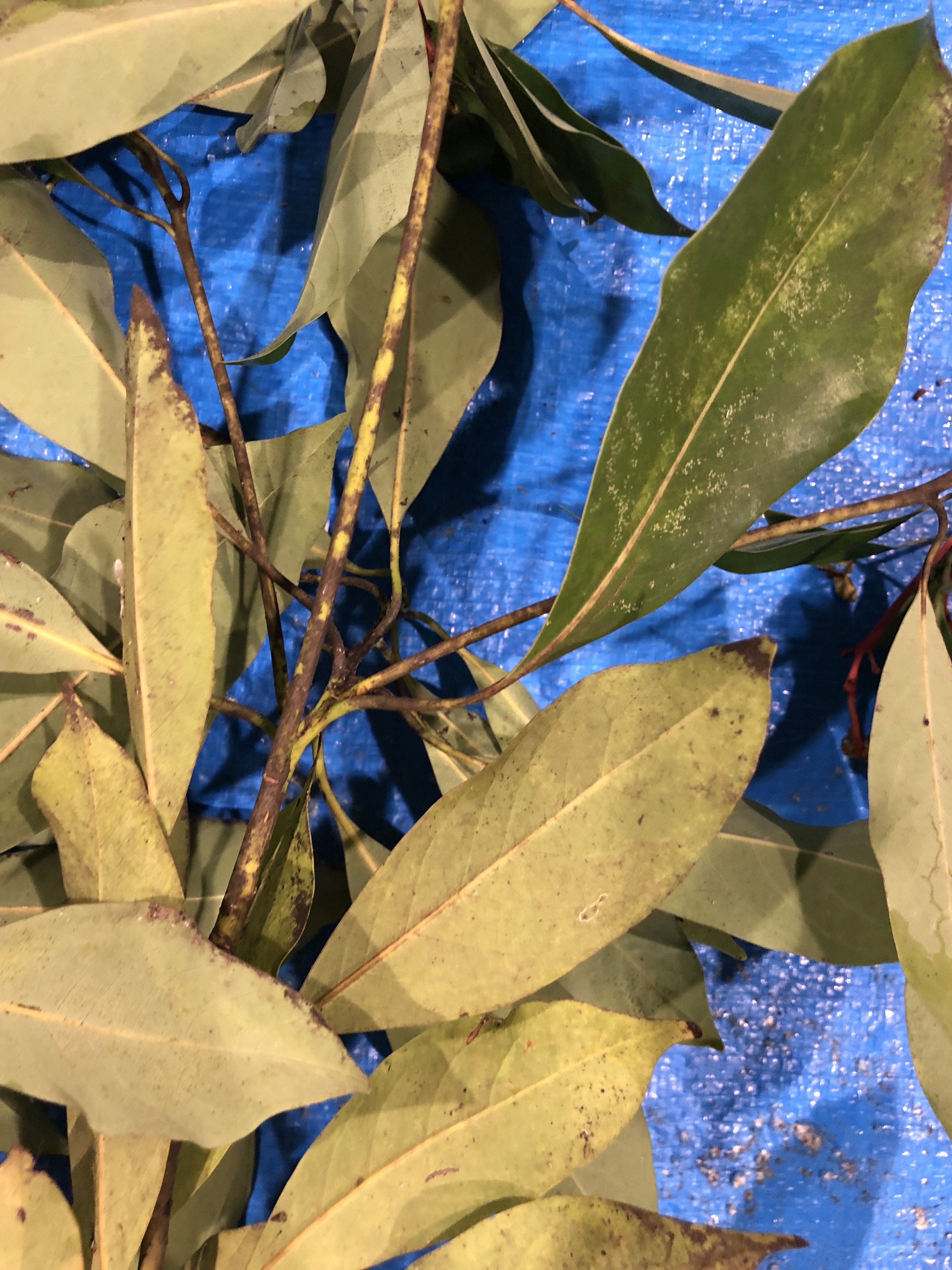 タブノキ - Machilus thunbergii