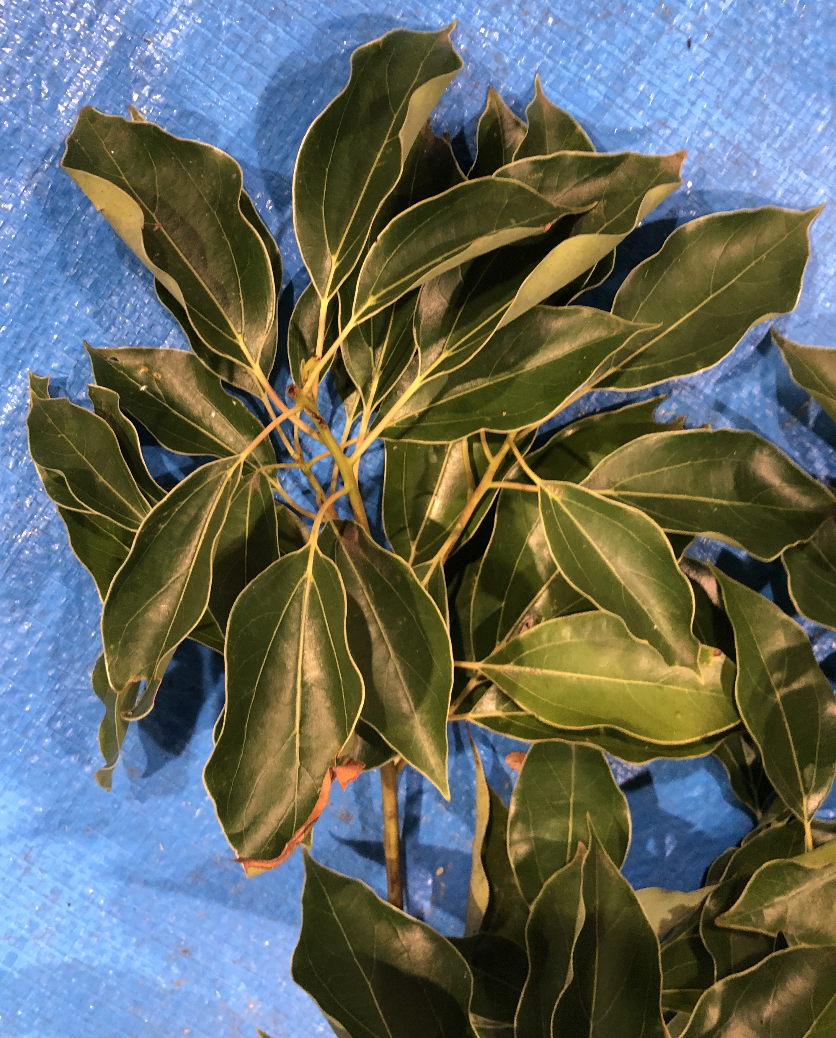 クスノキ - Cinnamomum camphora