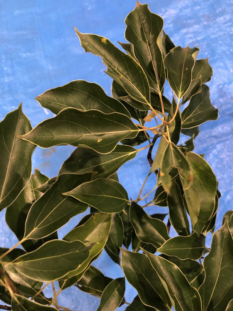 クスノキ - Cinnamomum camphora