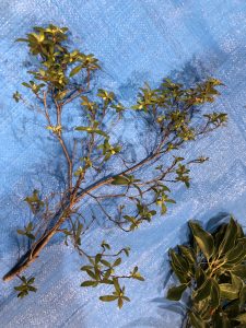 サツキツツジ - Rhododendron indicum