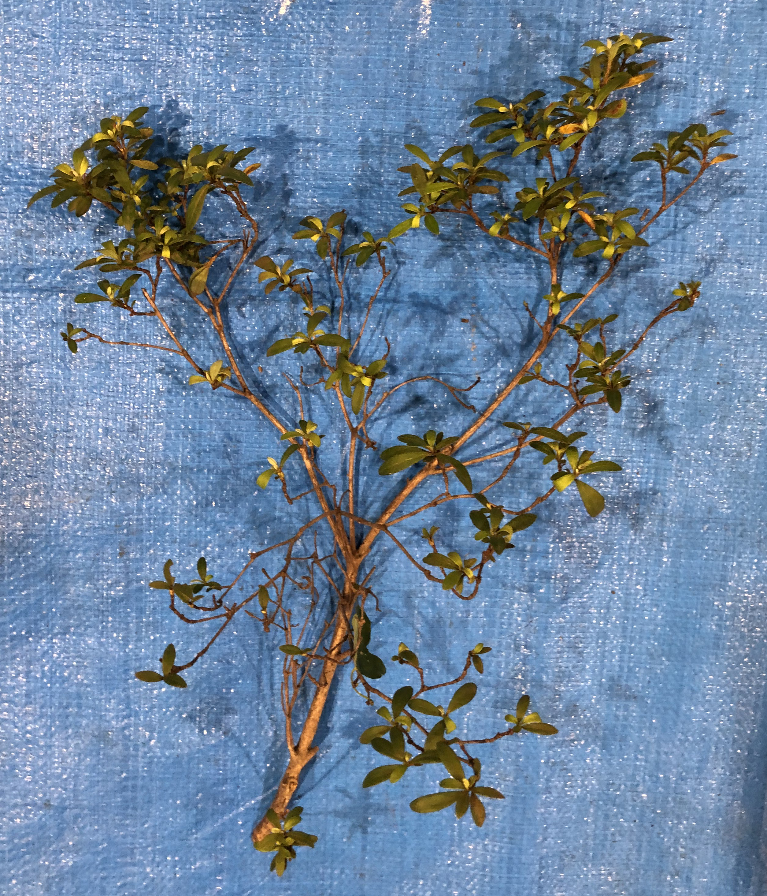 サツキツツジ - Rhododendron indicum