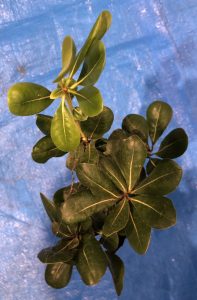 トベラ - Pittosporum tobira