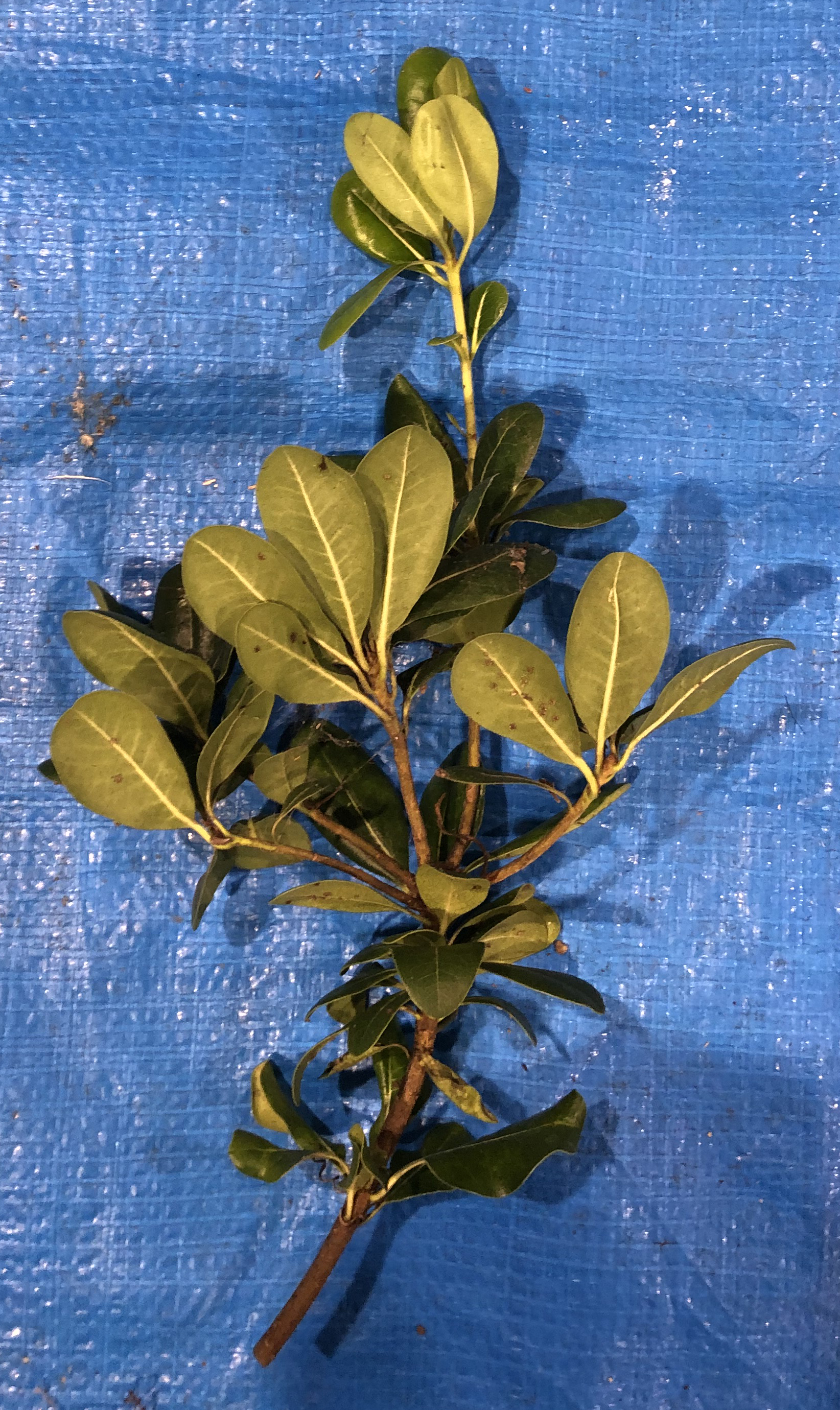 トベラ - Pittosporum tobira