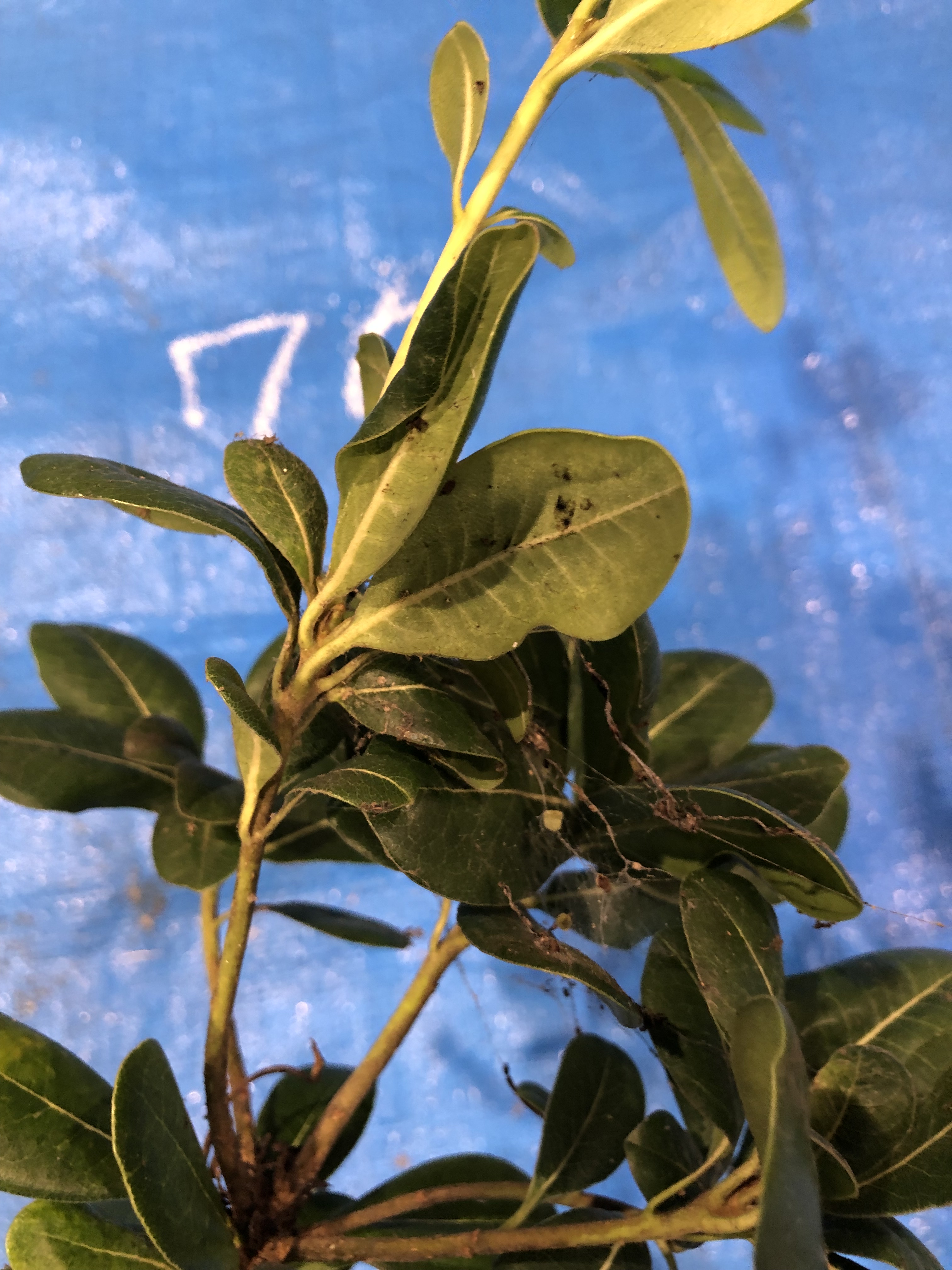 トベラ - Pittosporum tobira