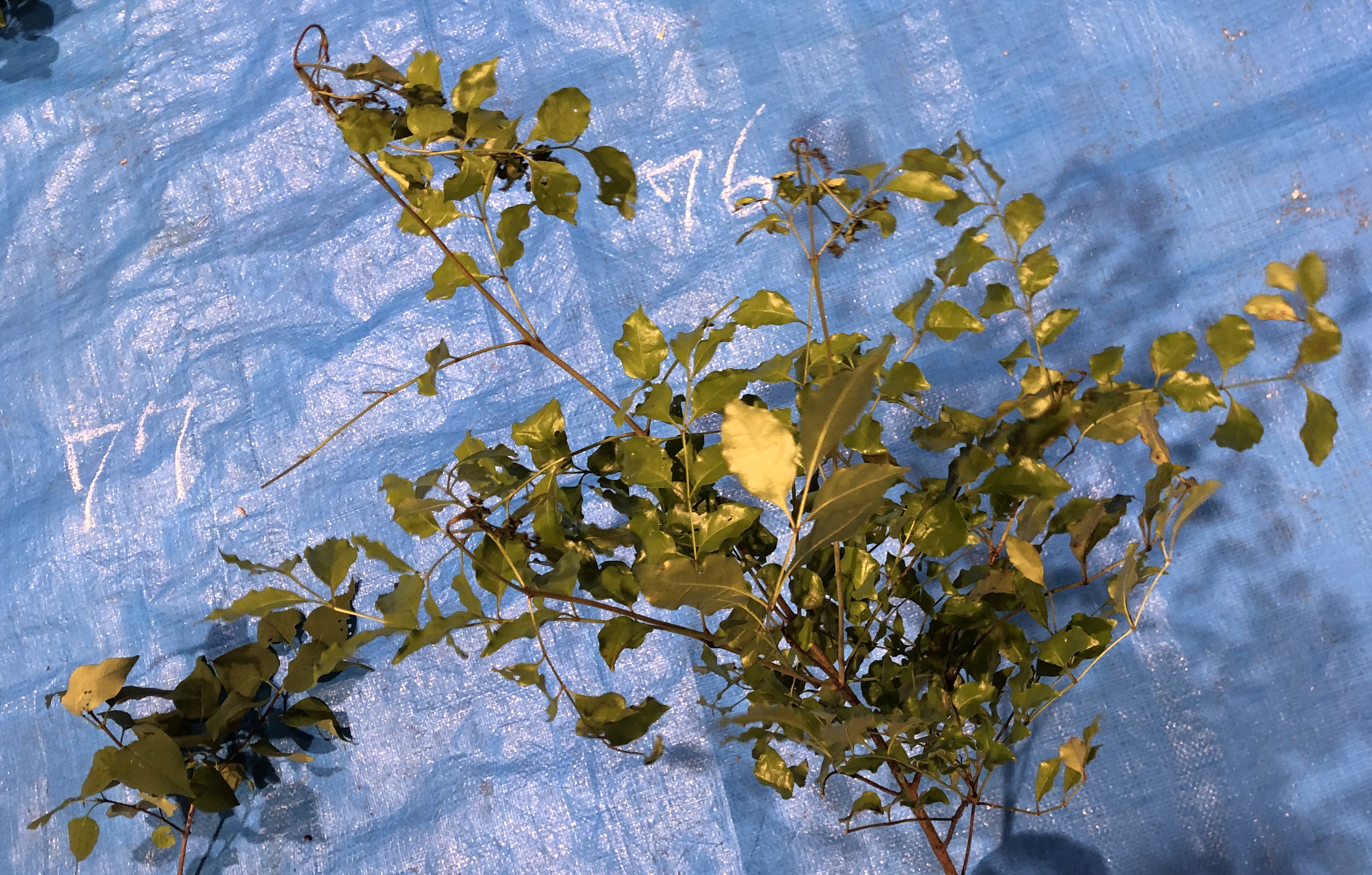 シマトネリコ - Fraxinus griffithii