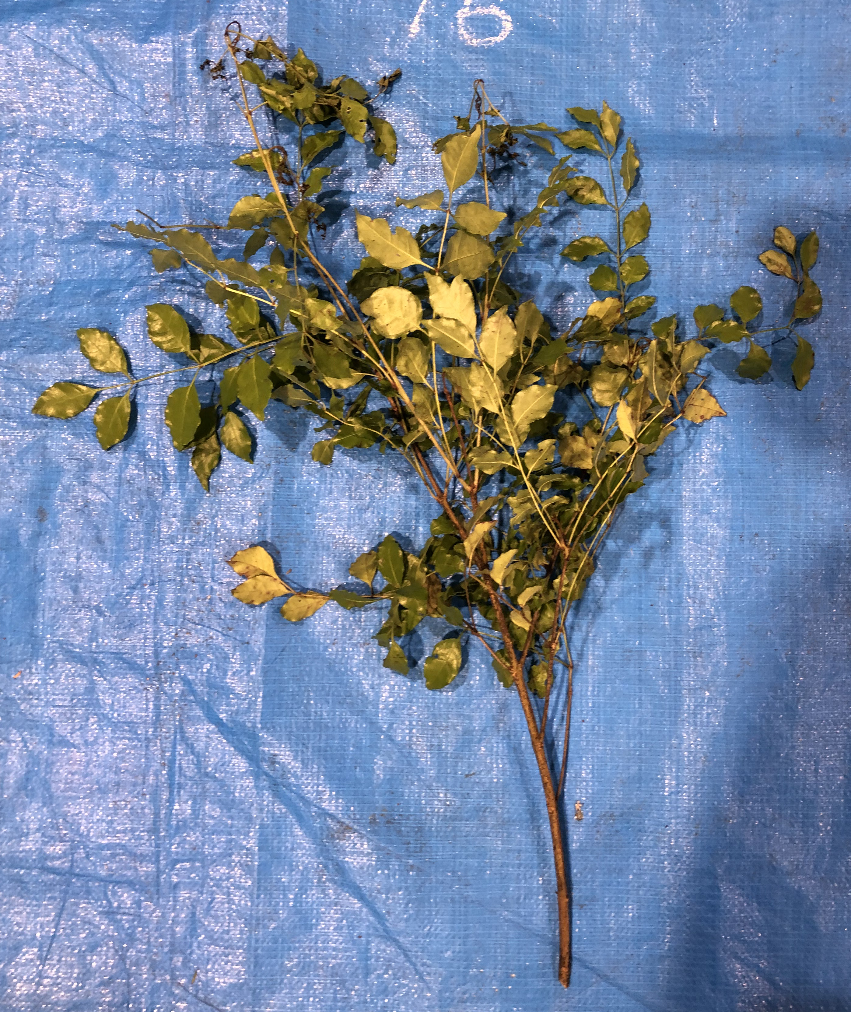 シマトネリコ - Fraxinus griffithii