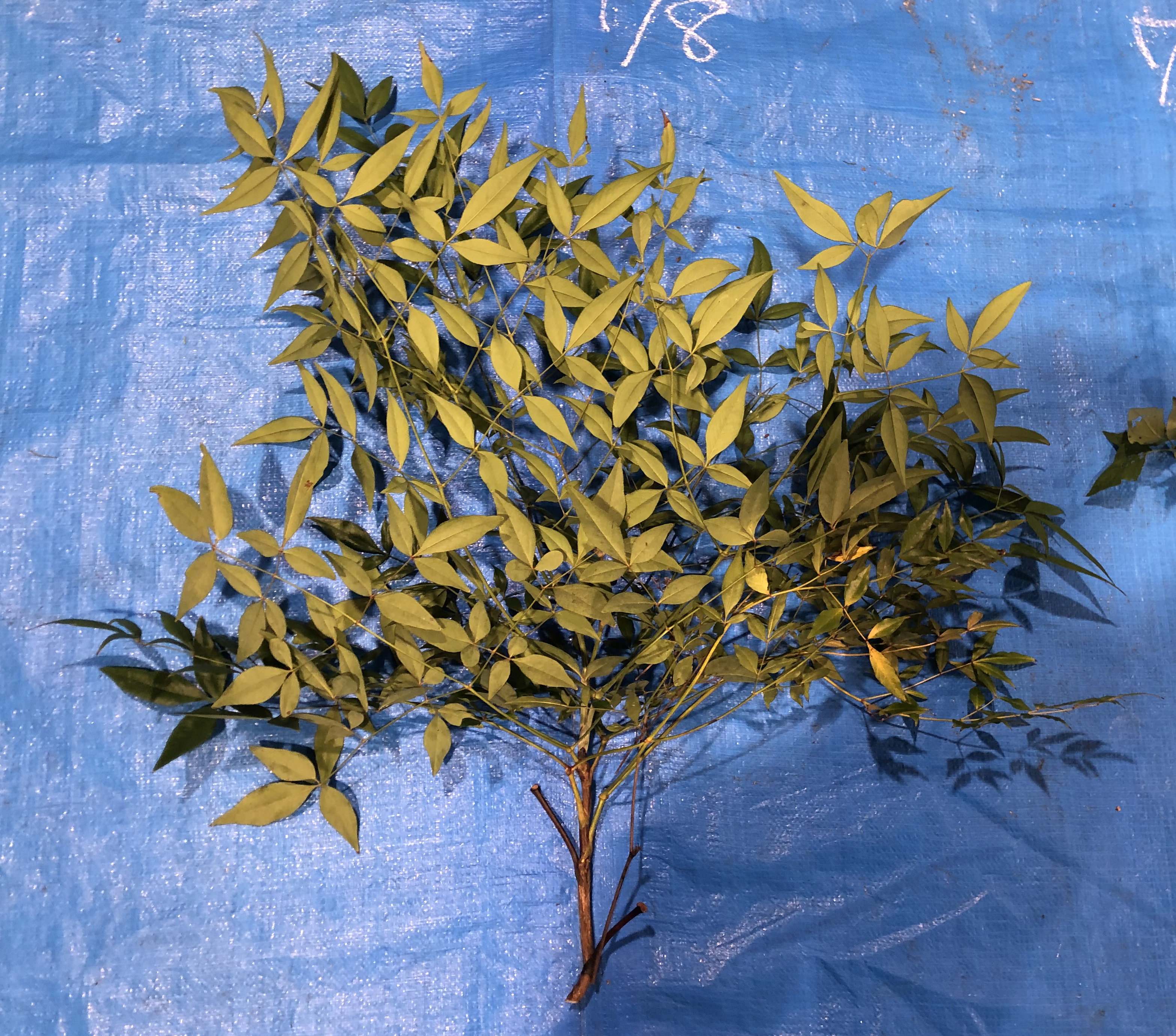 ナンテン - Nandina domestica