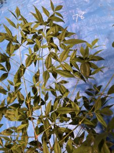 ナンテン - Nandina domestica