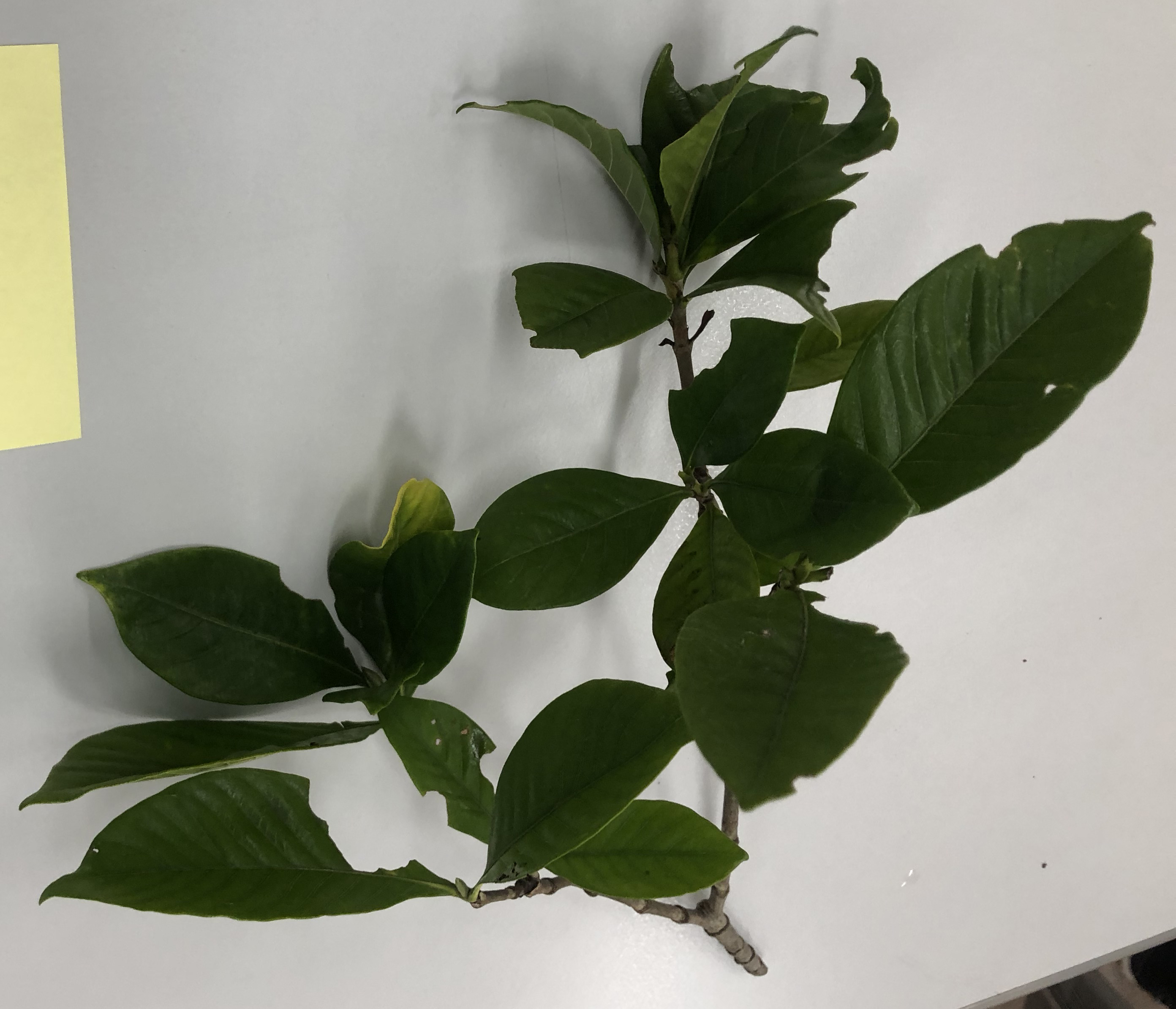 クチナシ - Gardenia jasminoides