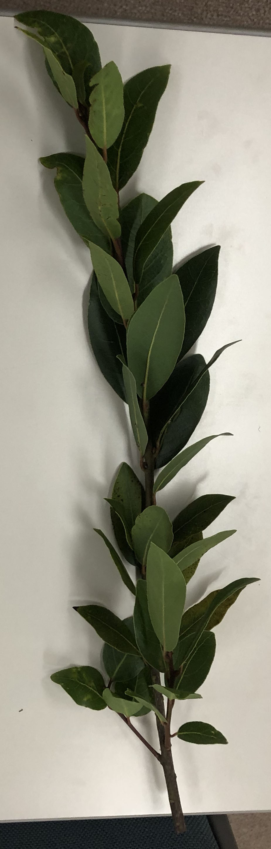 ゲッケイジュ - Laurus nobilis