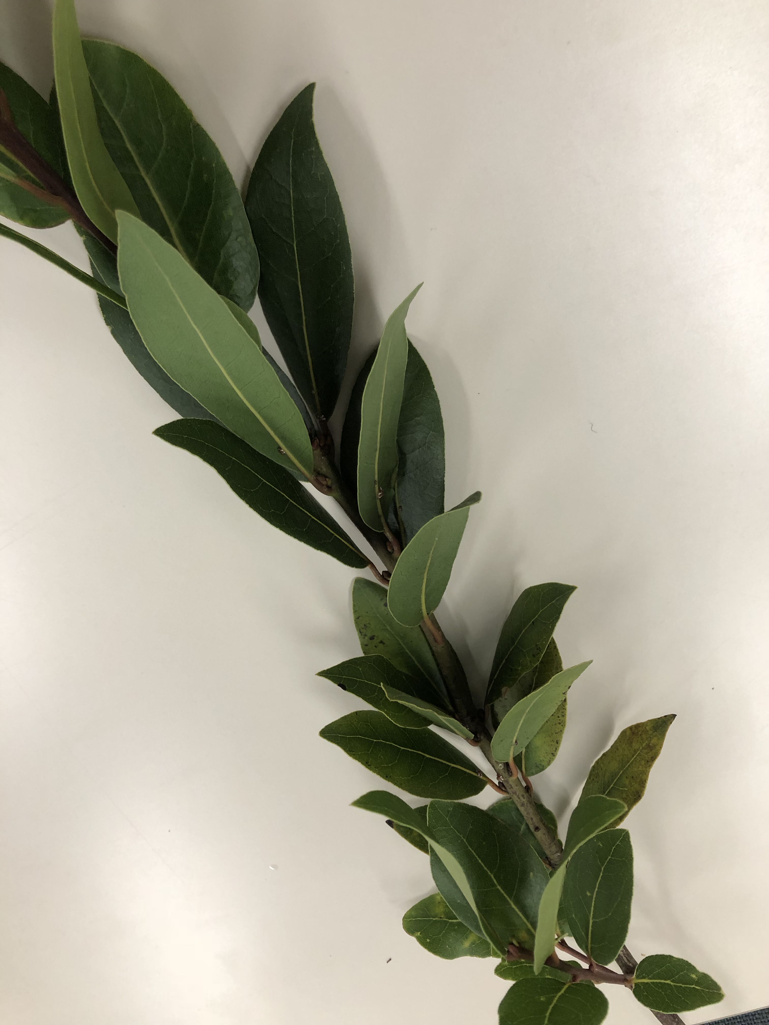 ゲッケイジュ - Laurus nobilis